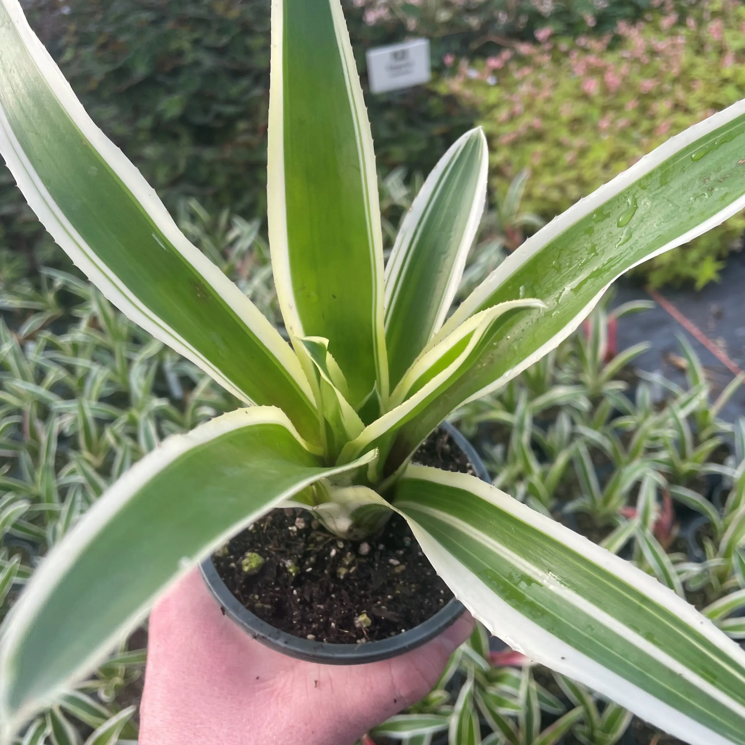 Neoregelia-Raphael-Bromeliad-1