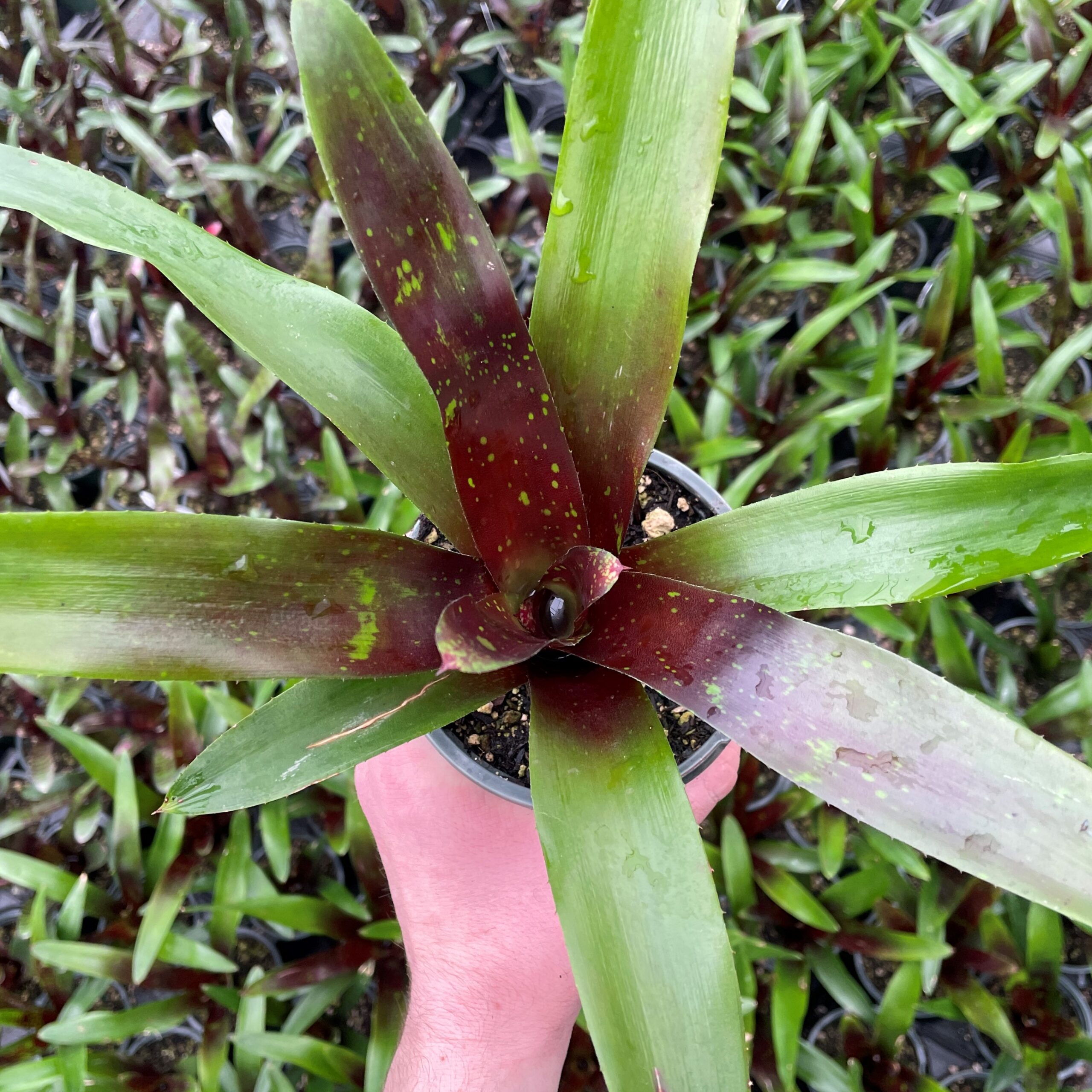 Neoregelia 'Royal Burgundy' - Bromeliad (4.5" Pot)