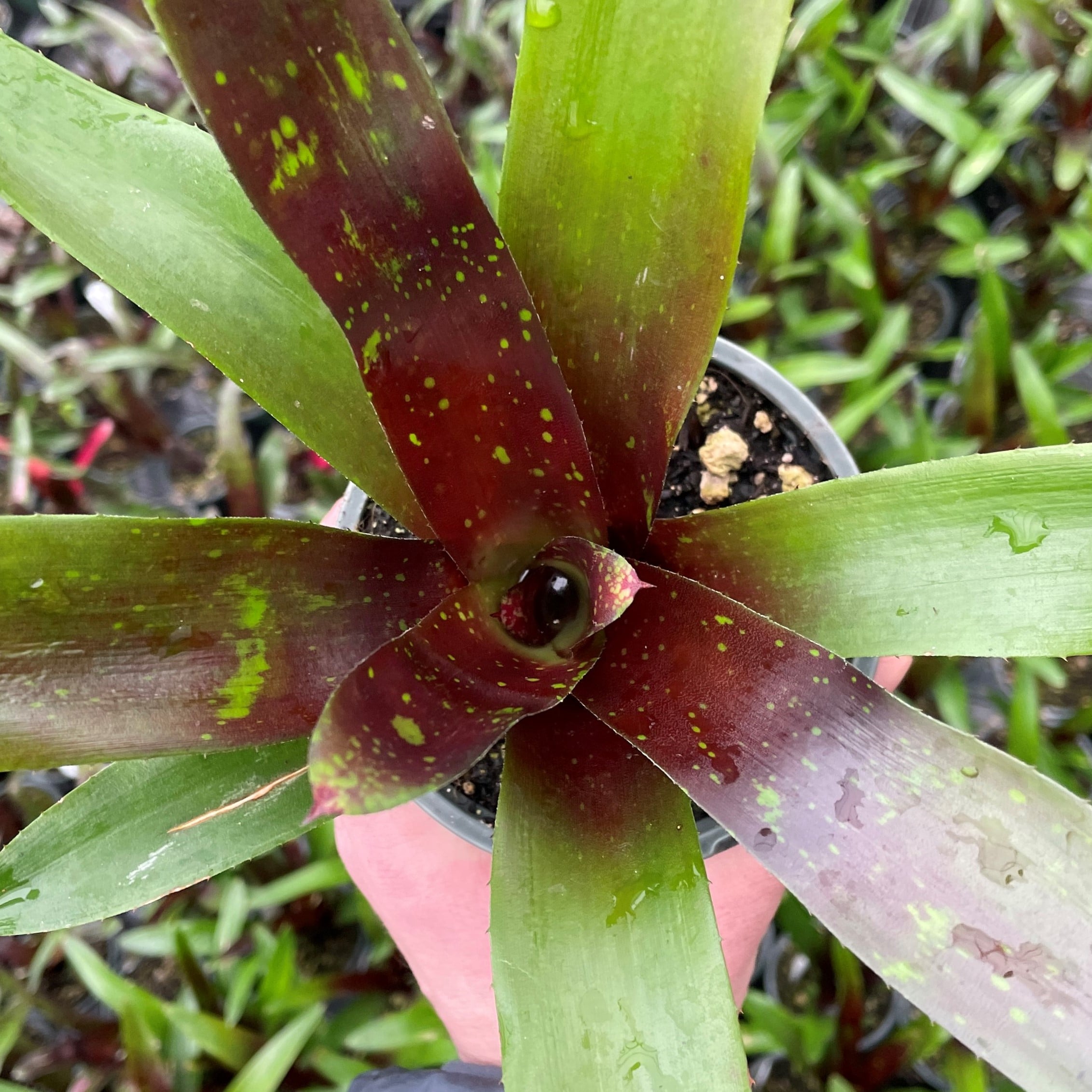 Neoregelia 'Royal Burgundy' - Bromeliad (4.5" Pot) - Image 2