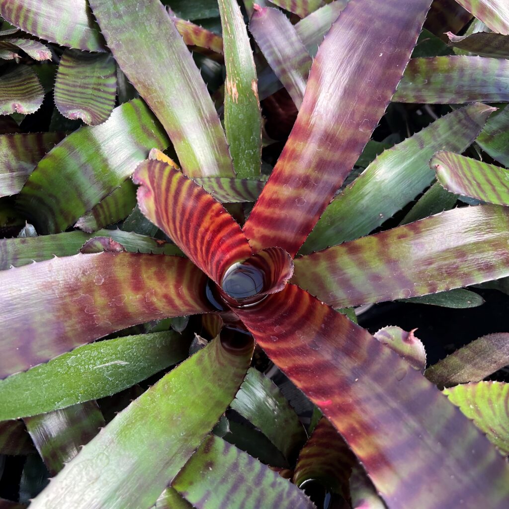 Neoregelia 'Tiger' - Bromeliad (4.5