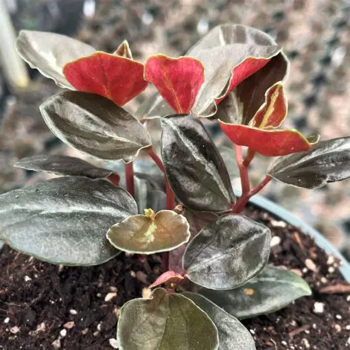 Peperomia 'Metallica' - Metallic Peperomia (4.5