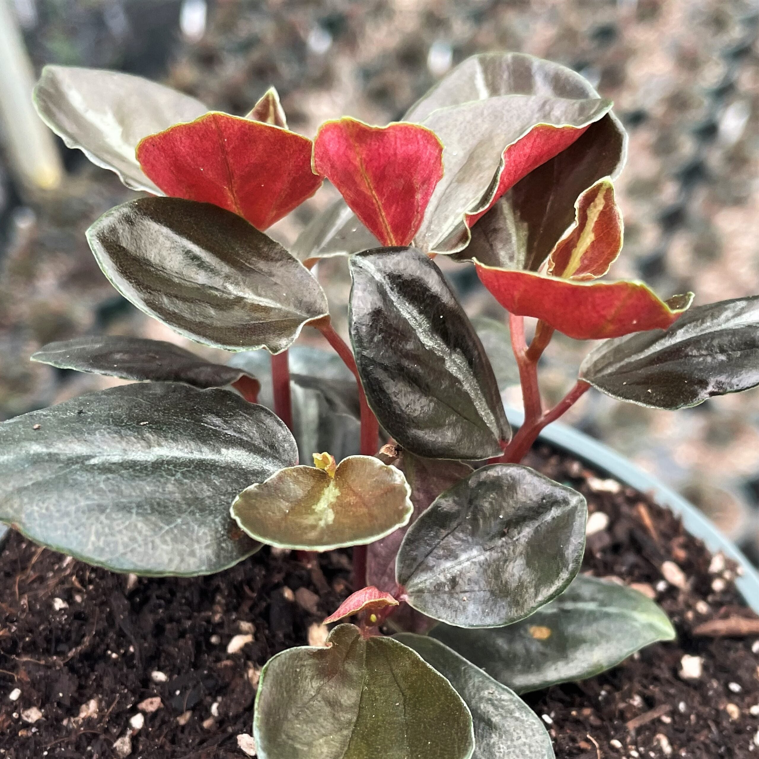 PEPEROMIA RICA var. / ペペロニア メタリカ 【公式通販】