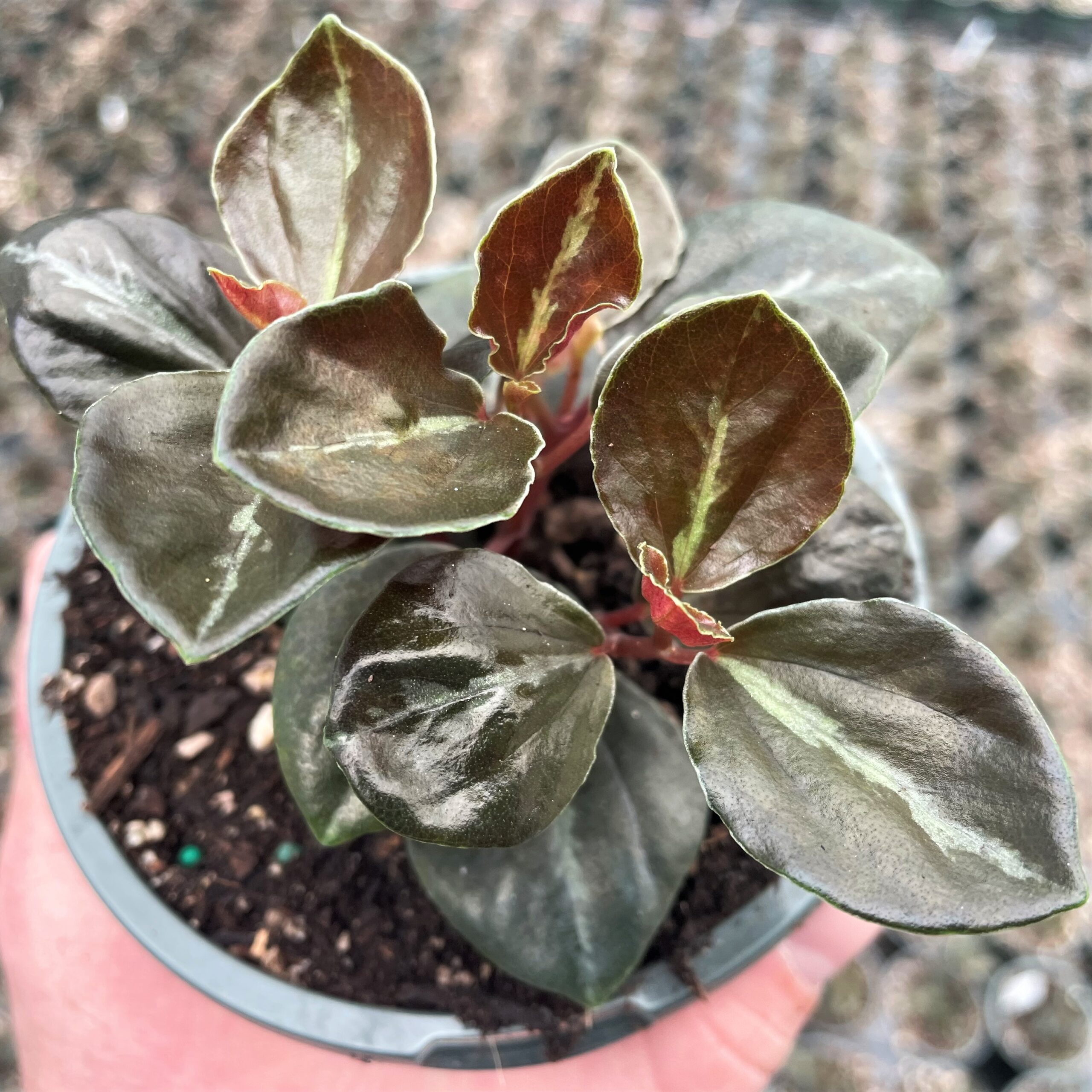 Peperomia 'Metallica' - Metallic Peperomia (4.5