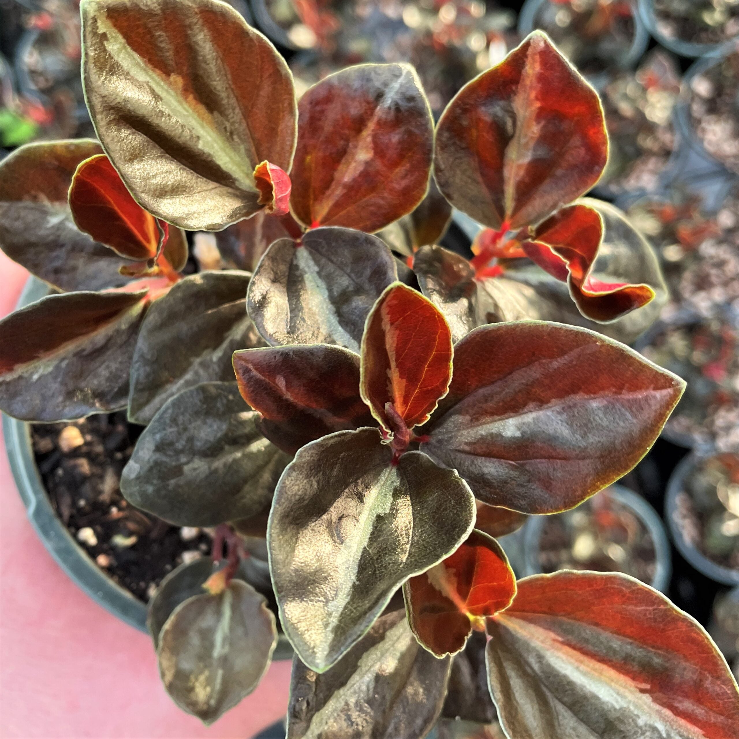 Peperomia 'Metallica' - Metallic Peperomia (4.5