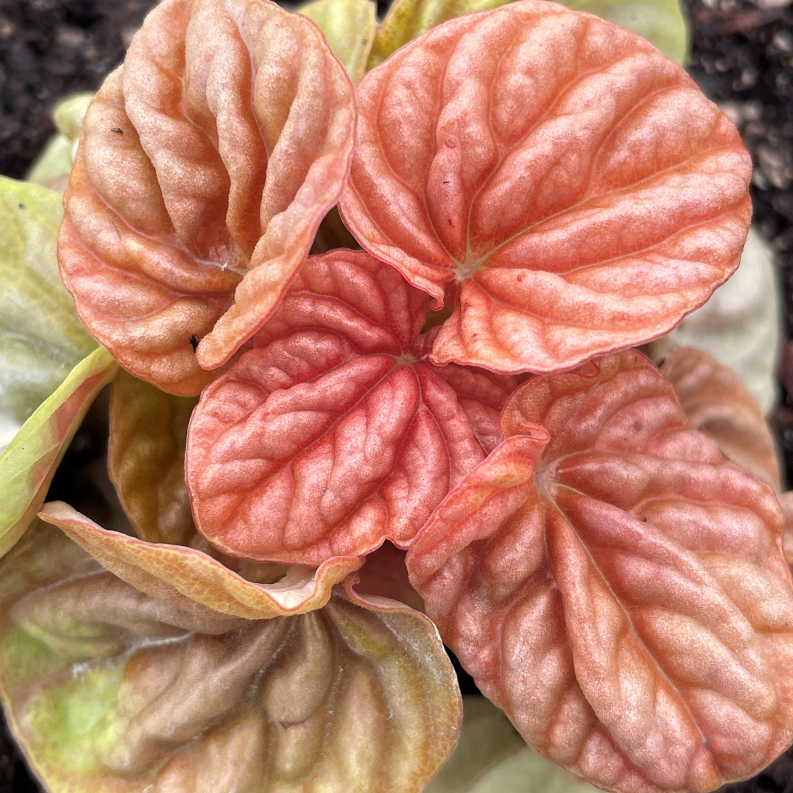 Peperomia caperata 'Quito' - Radiator Plant (4.5" Pot) - Image 4