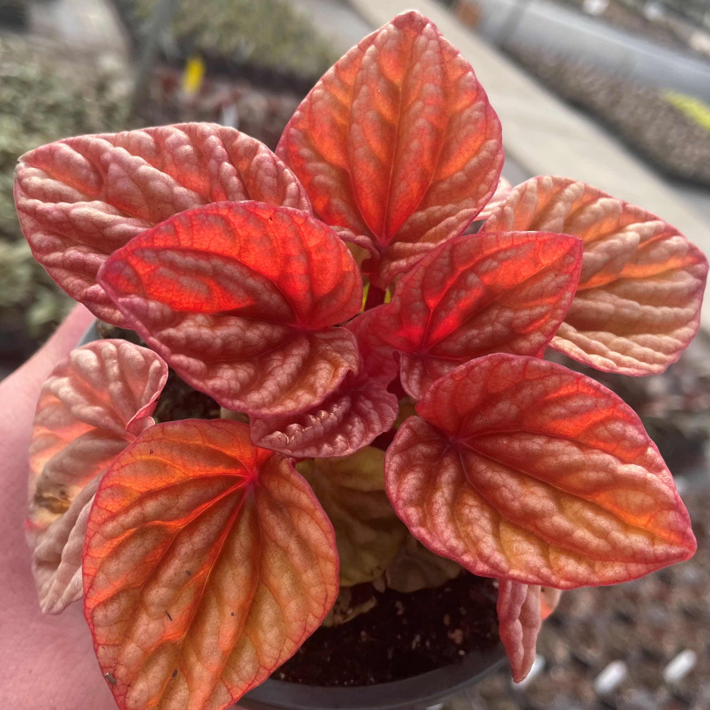 Peperomia caperata 'Quito' - Radiator Plant (4.5" Pot) - Image 3