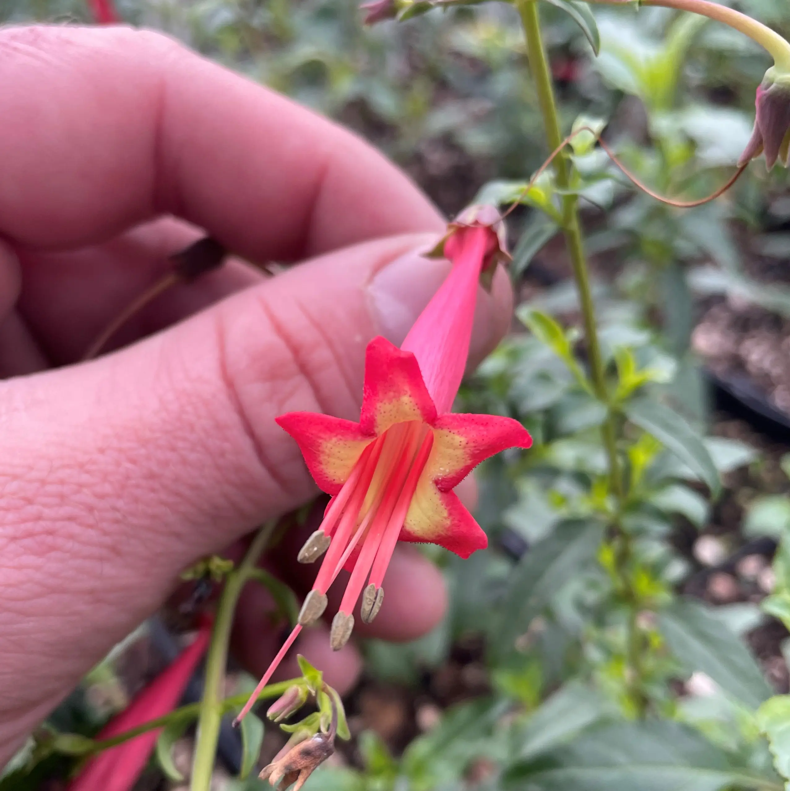 Phygelius x rectus 'Devil's Tears' – Cape Fuchsia (4.5