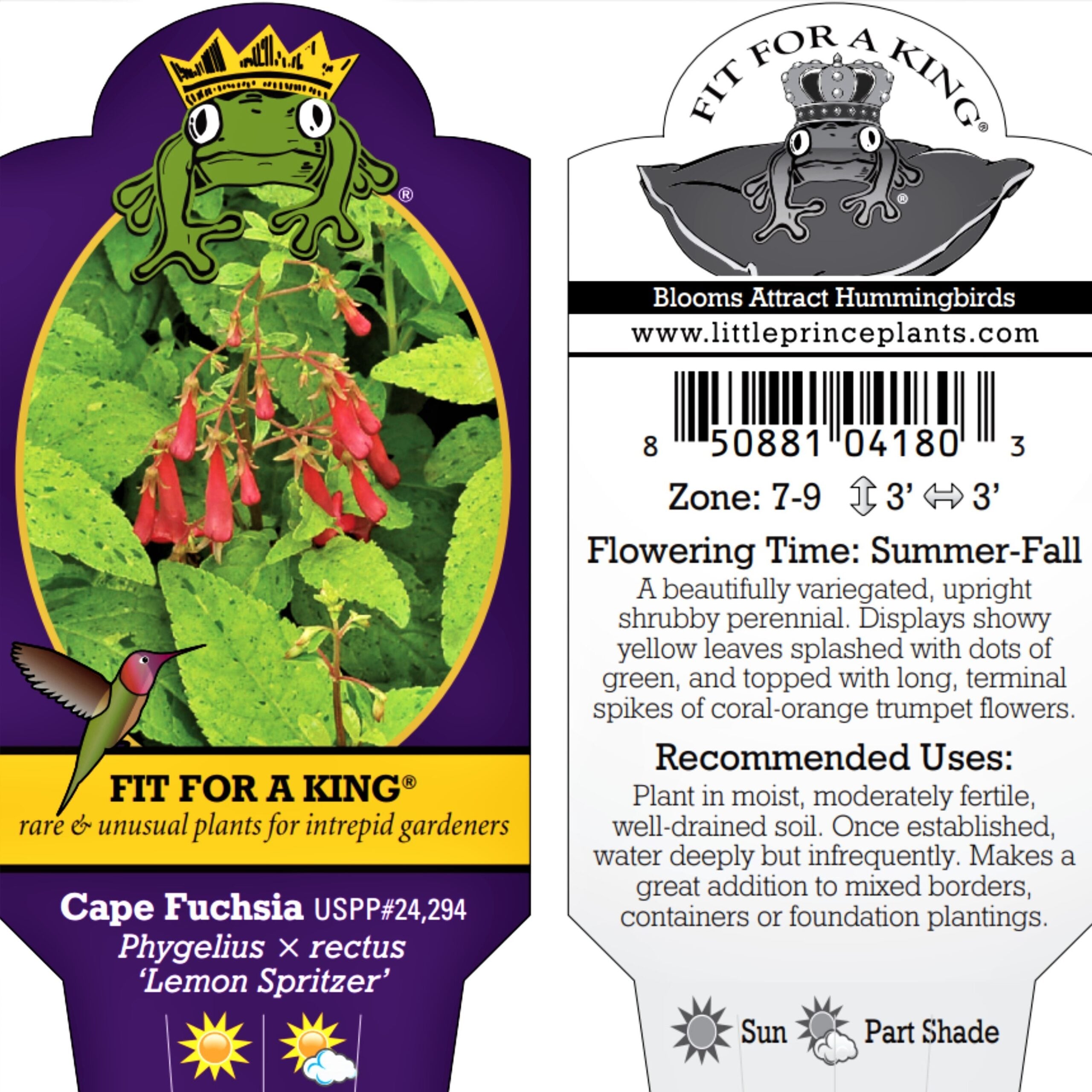 Phygelius x rectus ‘Lemon Spritzer’ PP 24,294 – Cape Fuchsia (4.5" Pot) - Image 9