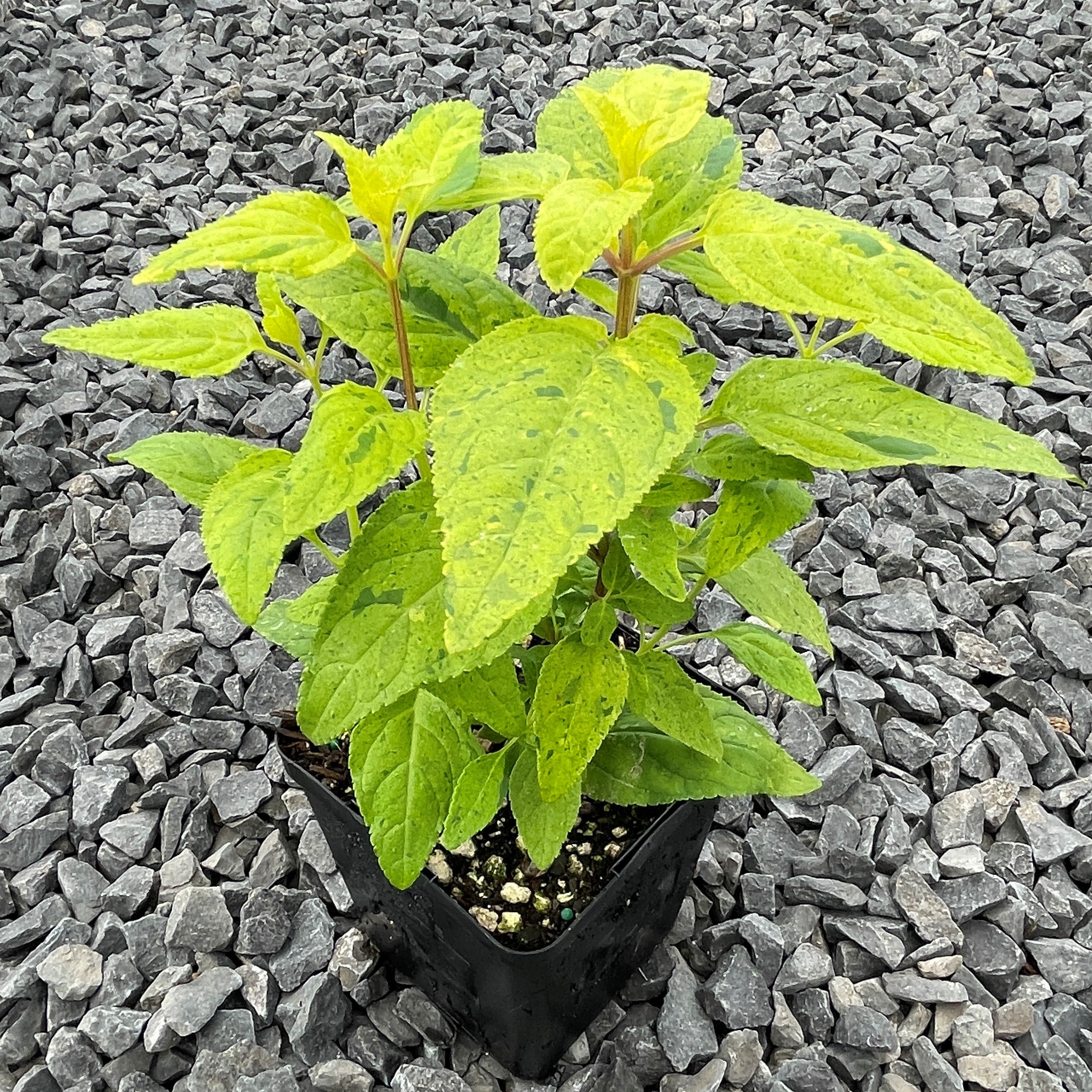 Phygelius x rectus ‘Lemon Spritzer’ PP 24,294 – Cape Fuchsia (4.5" Pot) - Image 7