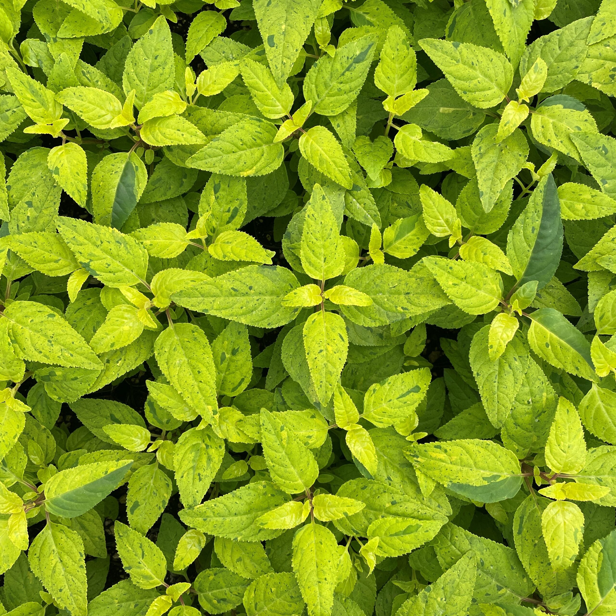 Phygelius x rectus ‘Lemon Spritzer’ PP 24,294 – Cape Fuchsia (4.5" Pot) - Image 8