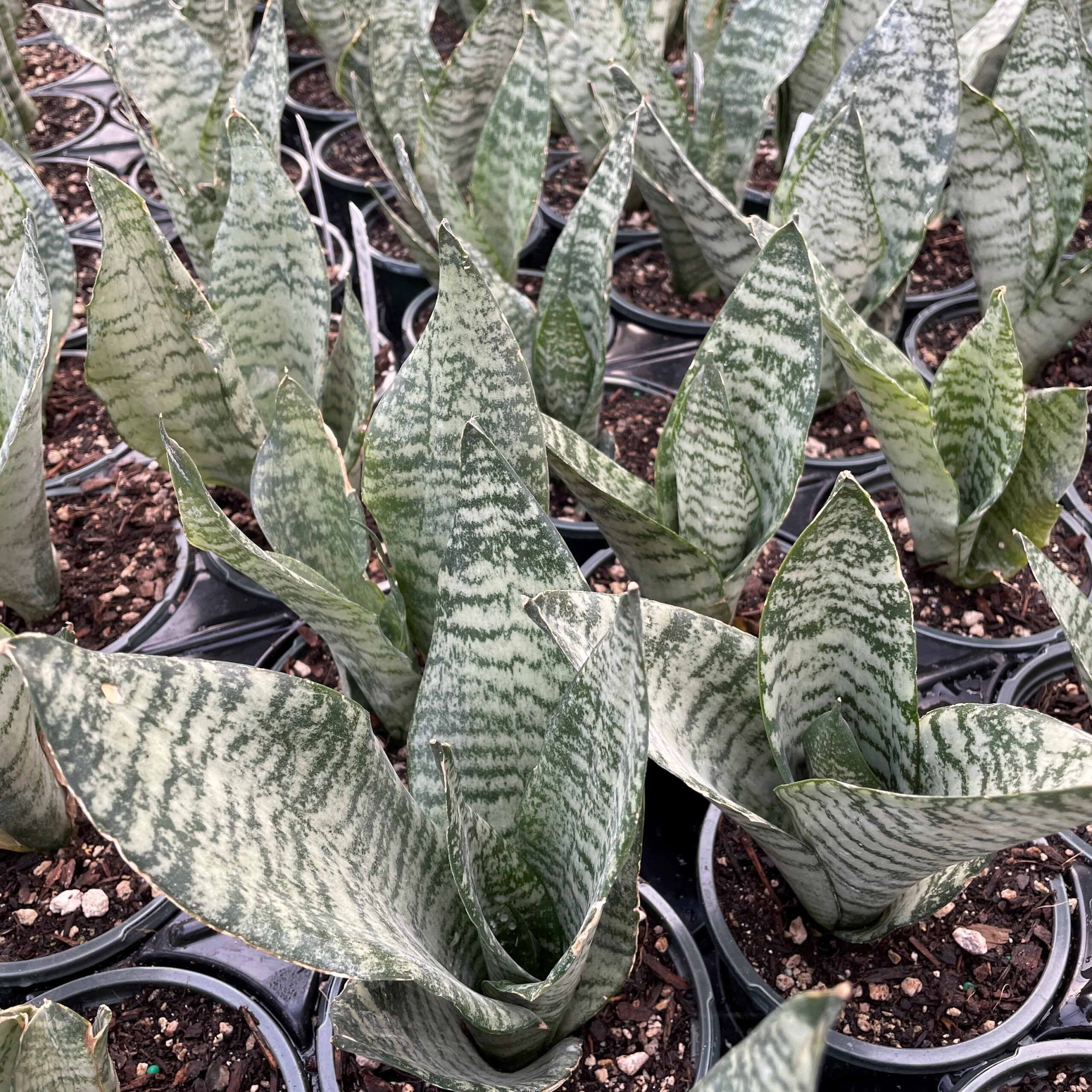 Sansevieria 'Black Coral' - Snake Plant (4.5" Round) - Image 4