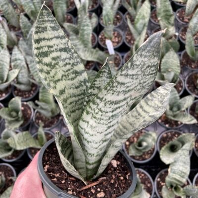 Sansevieria 'Black Coral' - Snake Plant (4.5" Round)