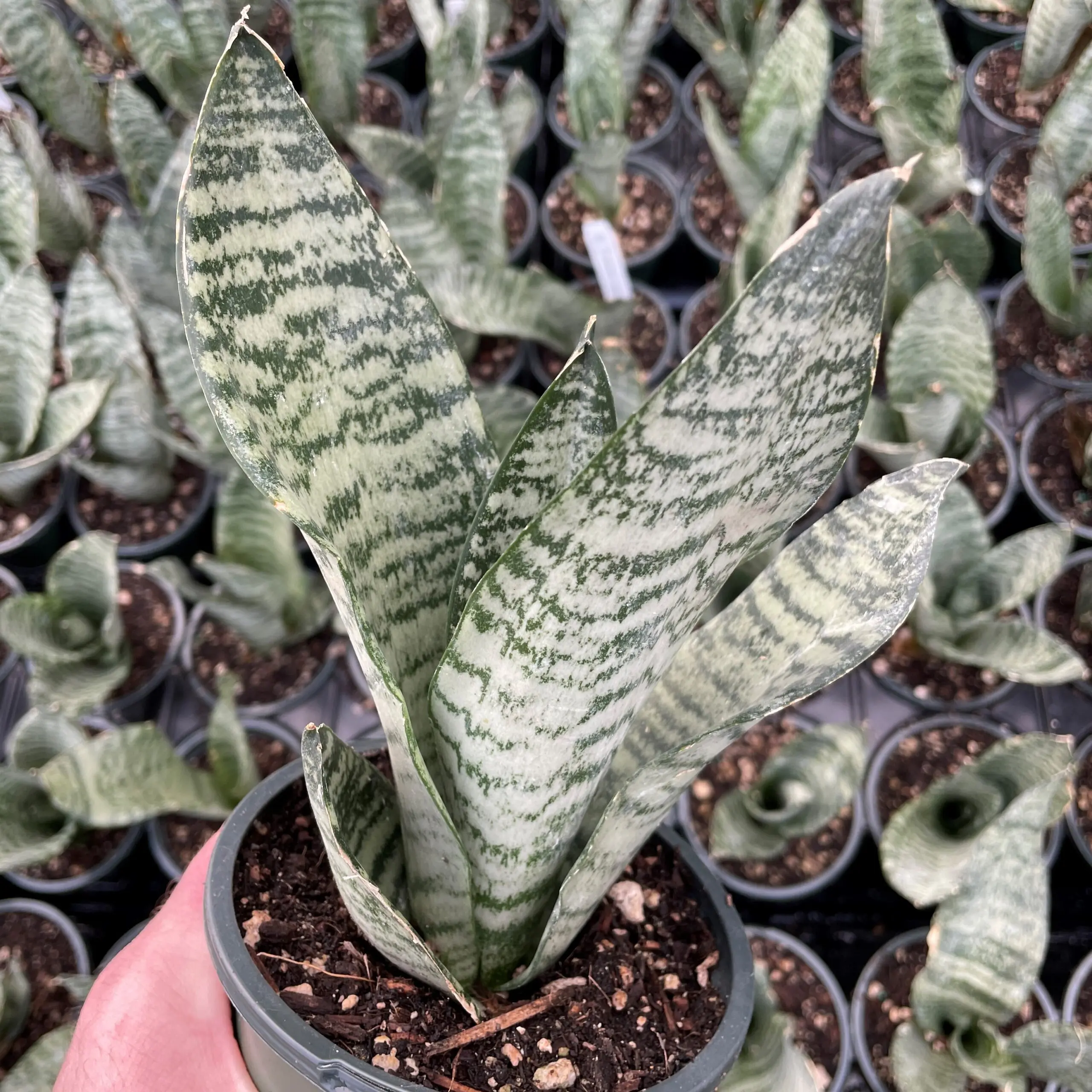 Sansevieria 'Black Coral' - Snake Plant (4.5" Round) | Little Prince of  Oregon Nursery