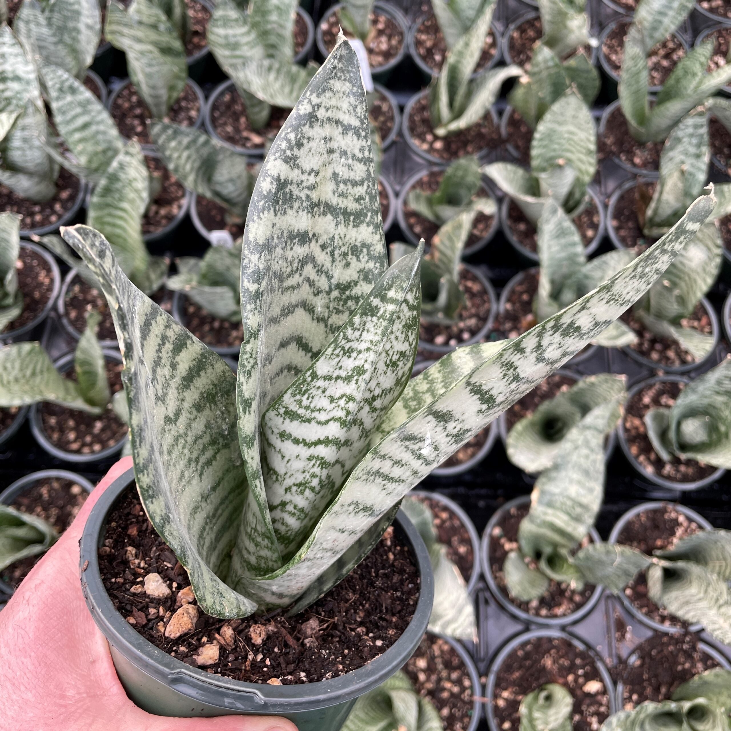 Sansevieria 'Black Coral' - Snake Plant (4.5" Round) | Little Prince of  Oregon Nursery