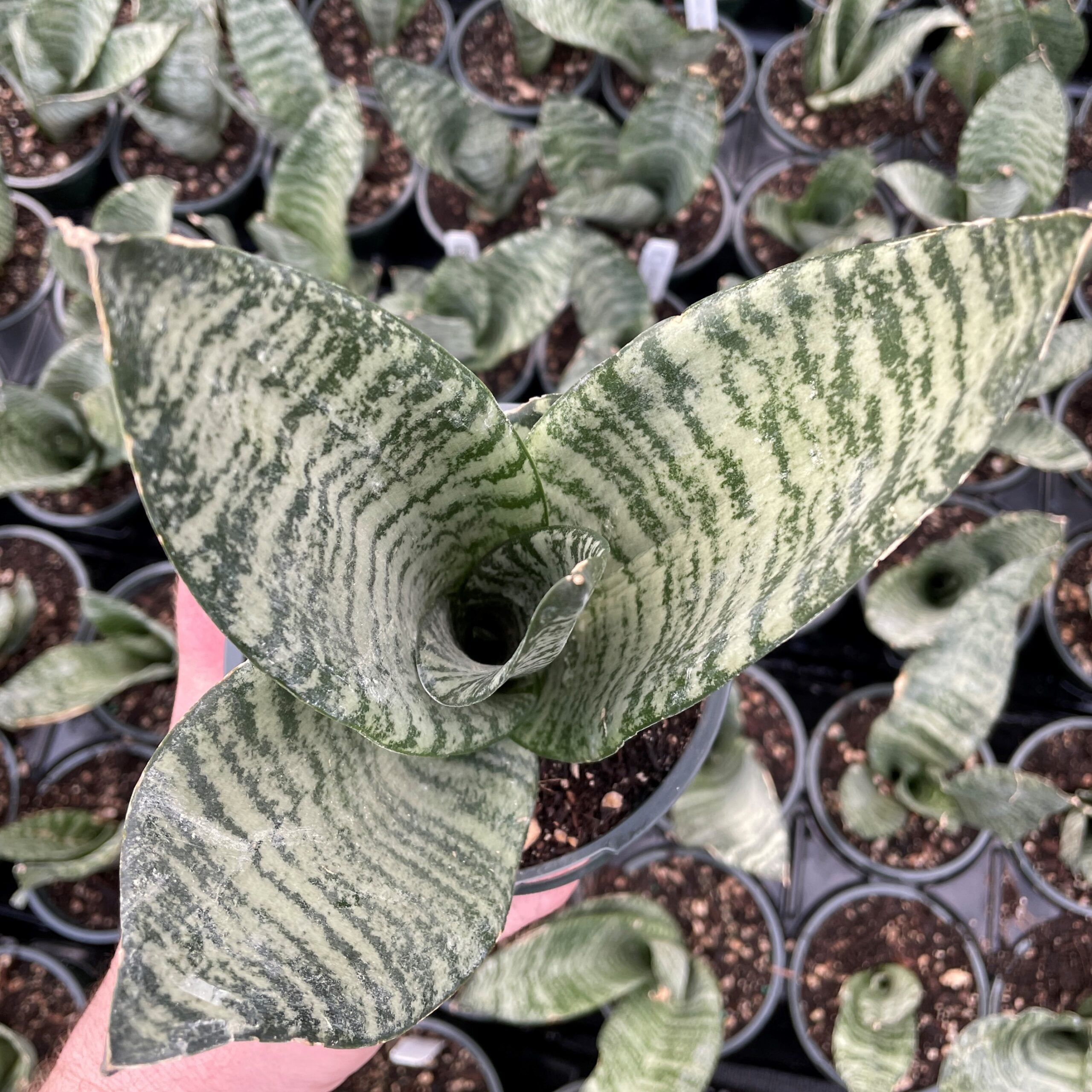 Sansevieria 'Black Coral' - Snake Plant (4.5" Round) | Little Prince of  Oregon Nursery