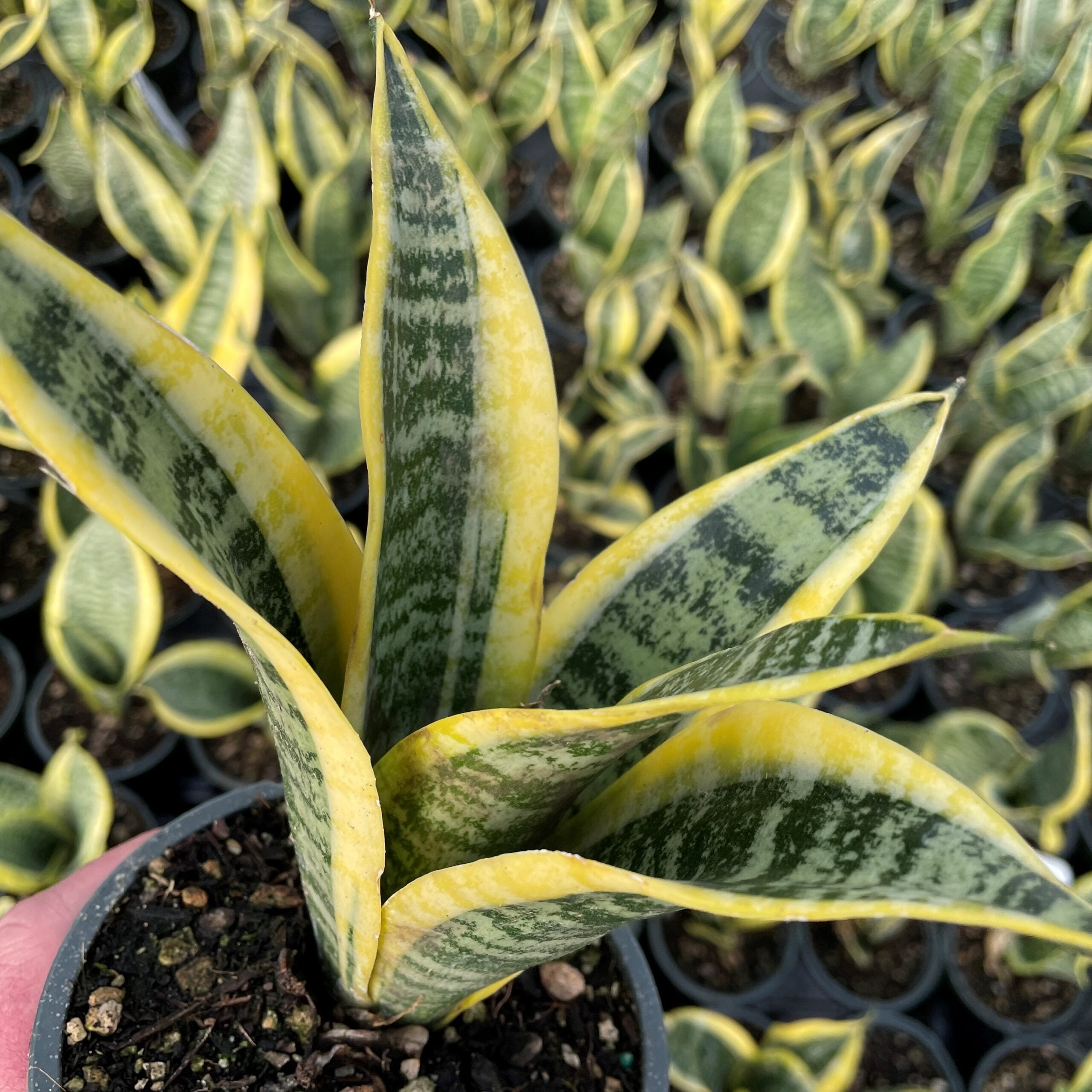 Sansevieria 'Futura Superba' - Snake Plant (4.5