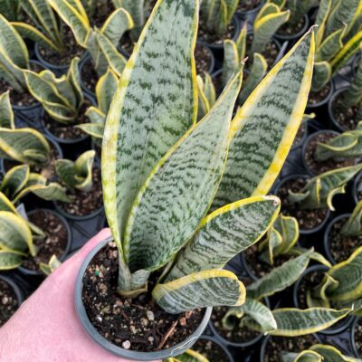 Sansevieria var. laurentii - Variegated Snake Plant (4.5" Round)