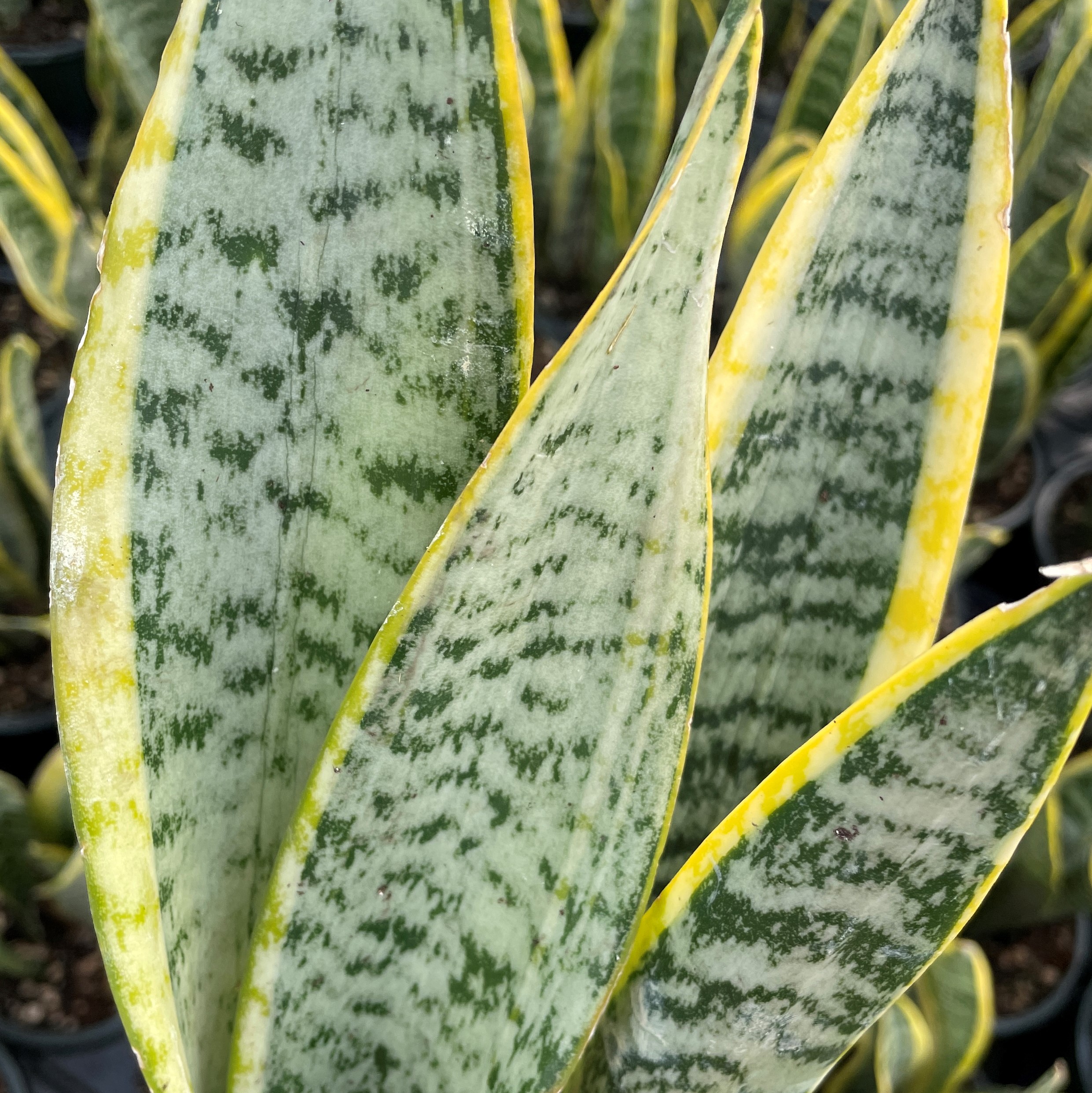 Sansevieria var. laurentii - Variegated Snake Plant (4.5" Round) | Little  Prince of Oregon Nursery