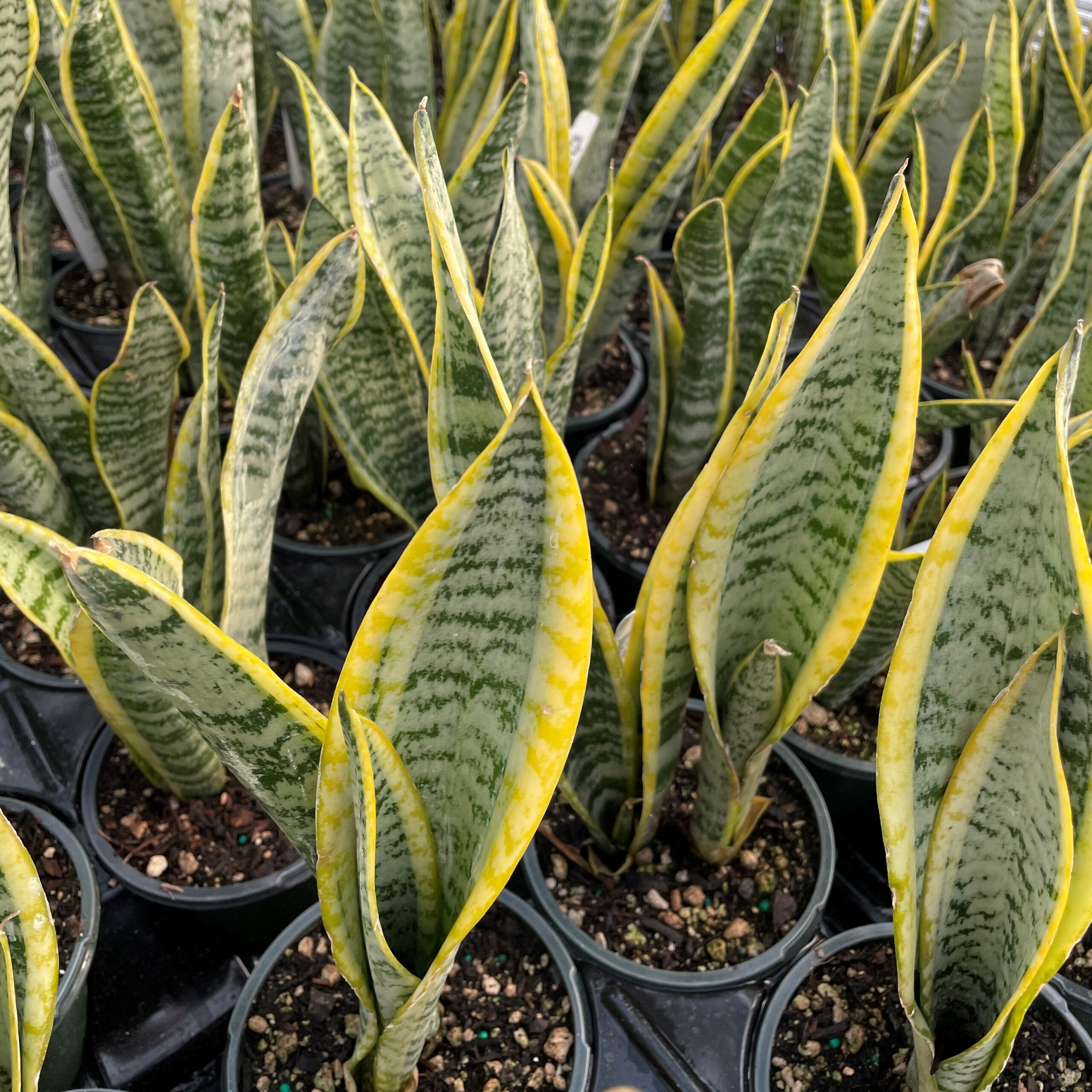 Sansevieria var. laurentii - Variegated Snake Plant (4.5" Round) | Little  Prince of Oregon Nursery