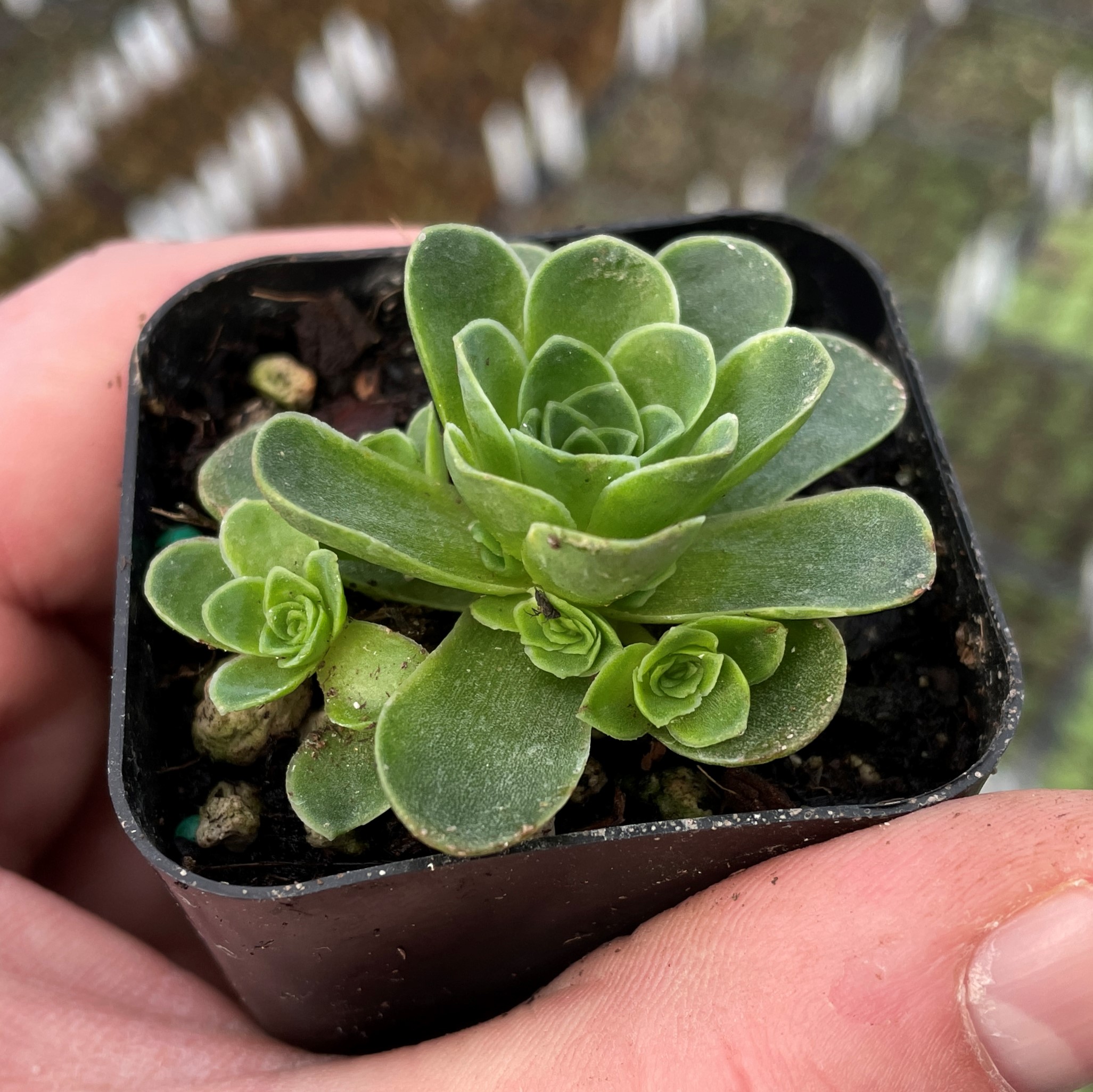 Aeonium dodrantale (Greenovia dodrantalis, Mountain Rose) - Succulent Plants (2" Pot) - Image 3