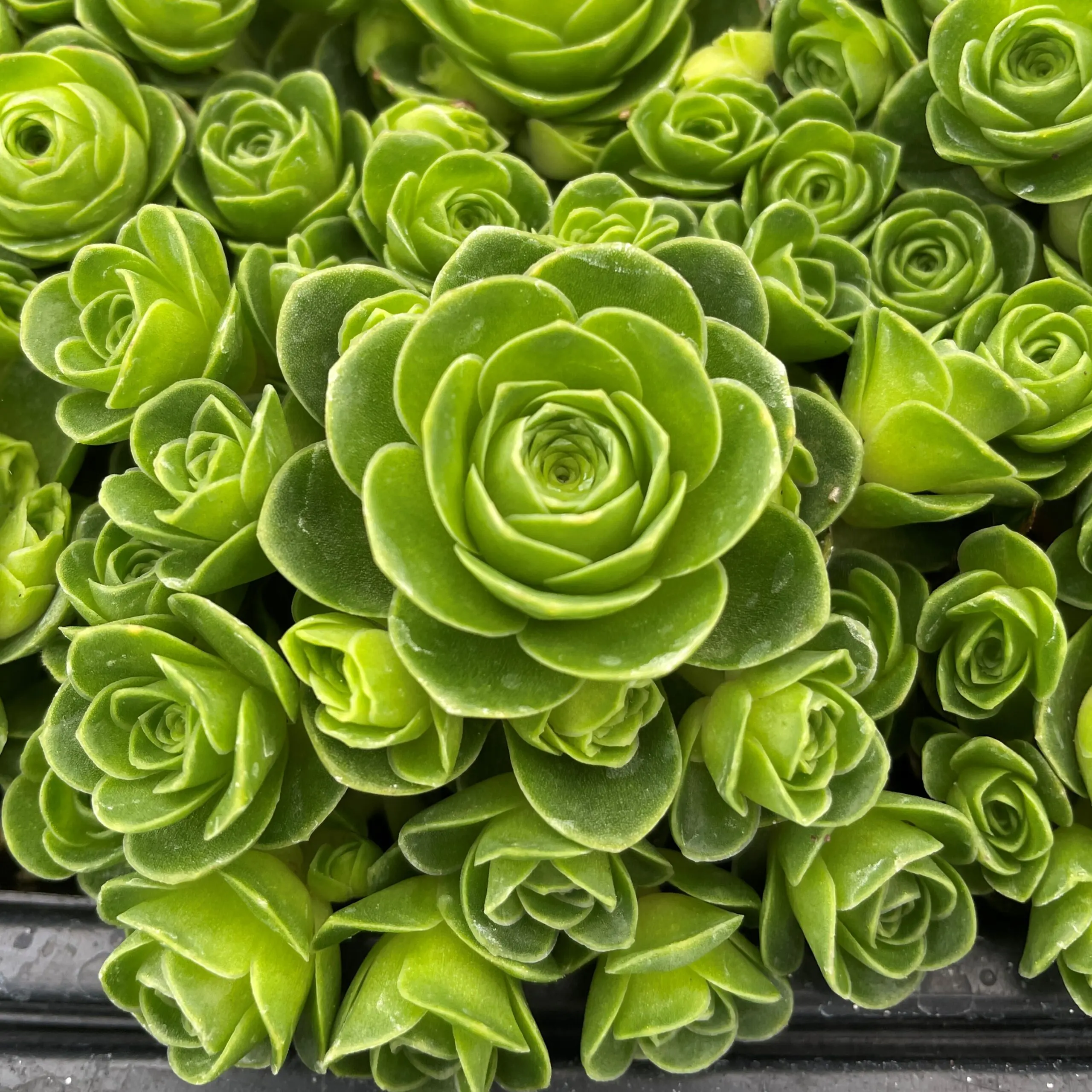 Aeonium dodrantale (Greenovia dodrantalis, Mountain Rose) - Succulent  Plants (2" Pot) | Little Prince of Oregon Nursery