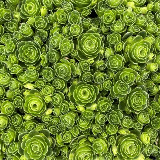 Aeonium dodrantale (Greenovia dodrantalis, Mountain Rose) - Succulent  Plants (2" Pot) | Little Prince of Oregon Nursery