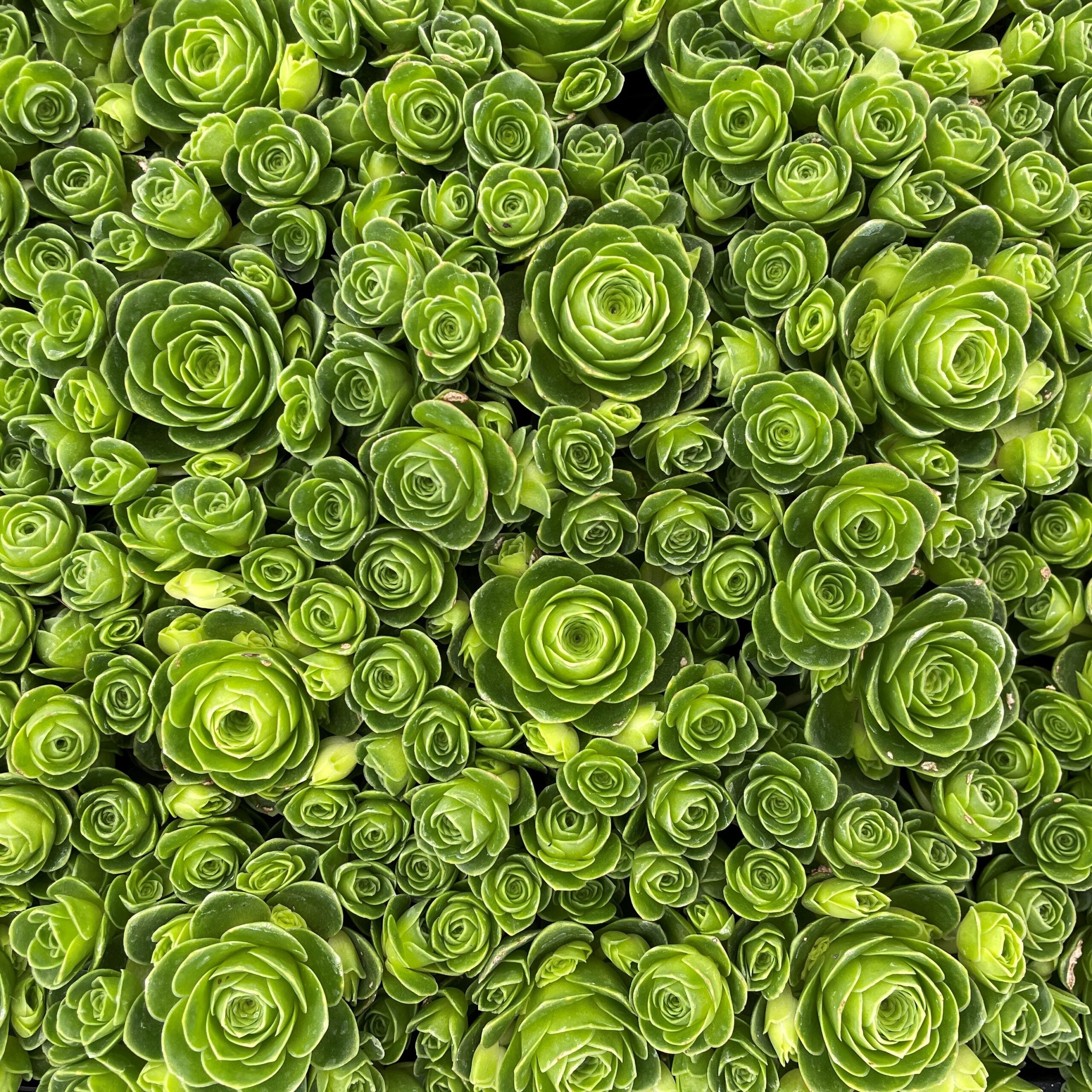 Aeonium dodrantale (Greenovia dodrantalis, Mountain Rose) - Succulent Plants (2" Pot) - Image 4