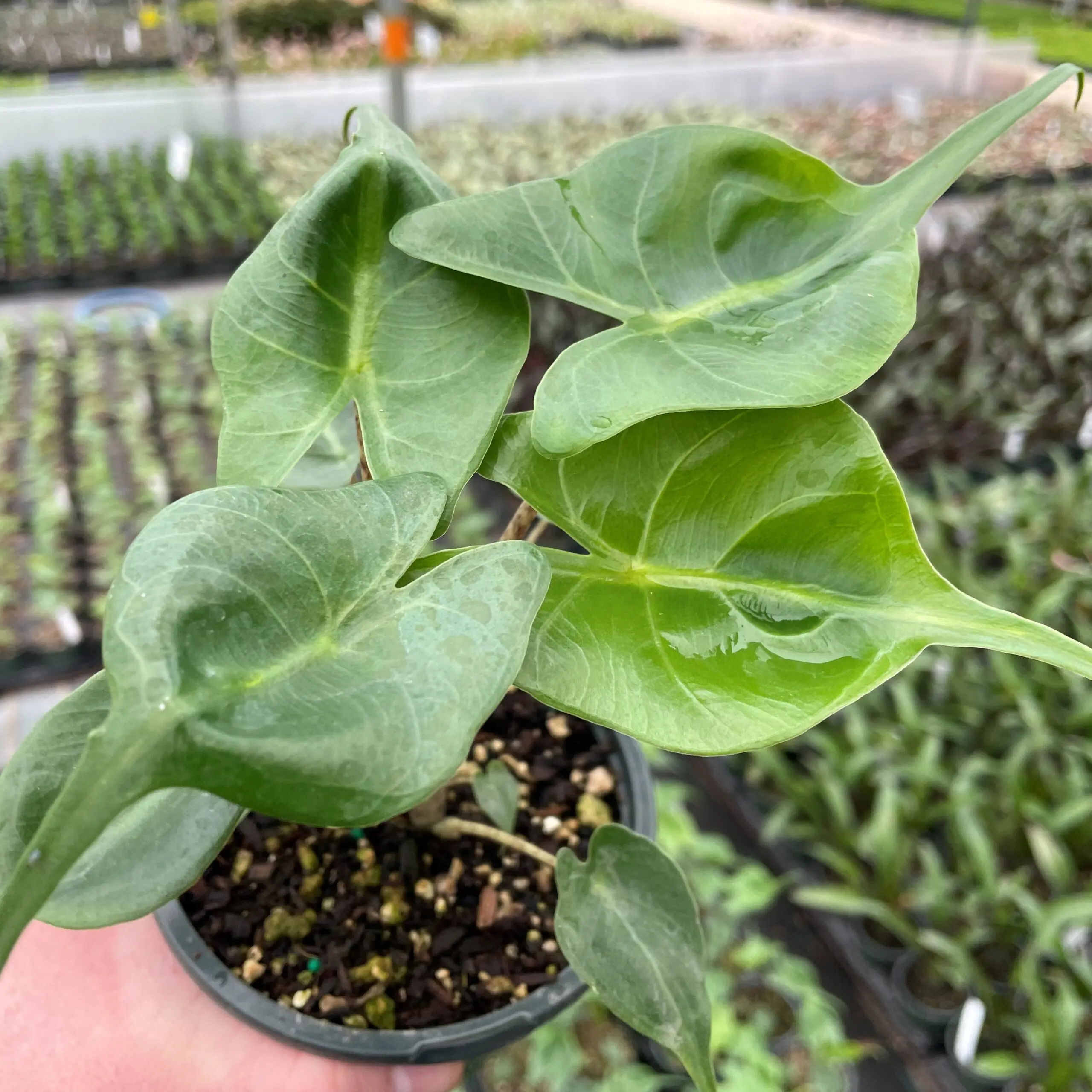 Alocasia 'Stingray' - Elephant Ear Plant (4.5" Pot) | Little Prince of  Oregon Nursery