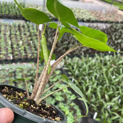 Alocasia 'Stingray' - Elephant Ear Plant (4.5" Pot) | Little Prince of  Oregon Nursery