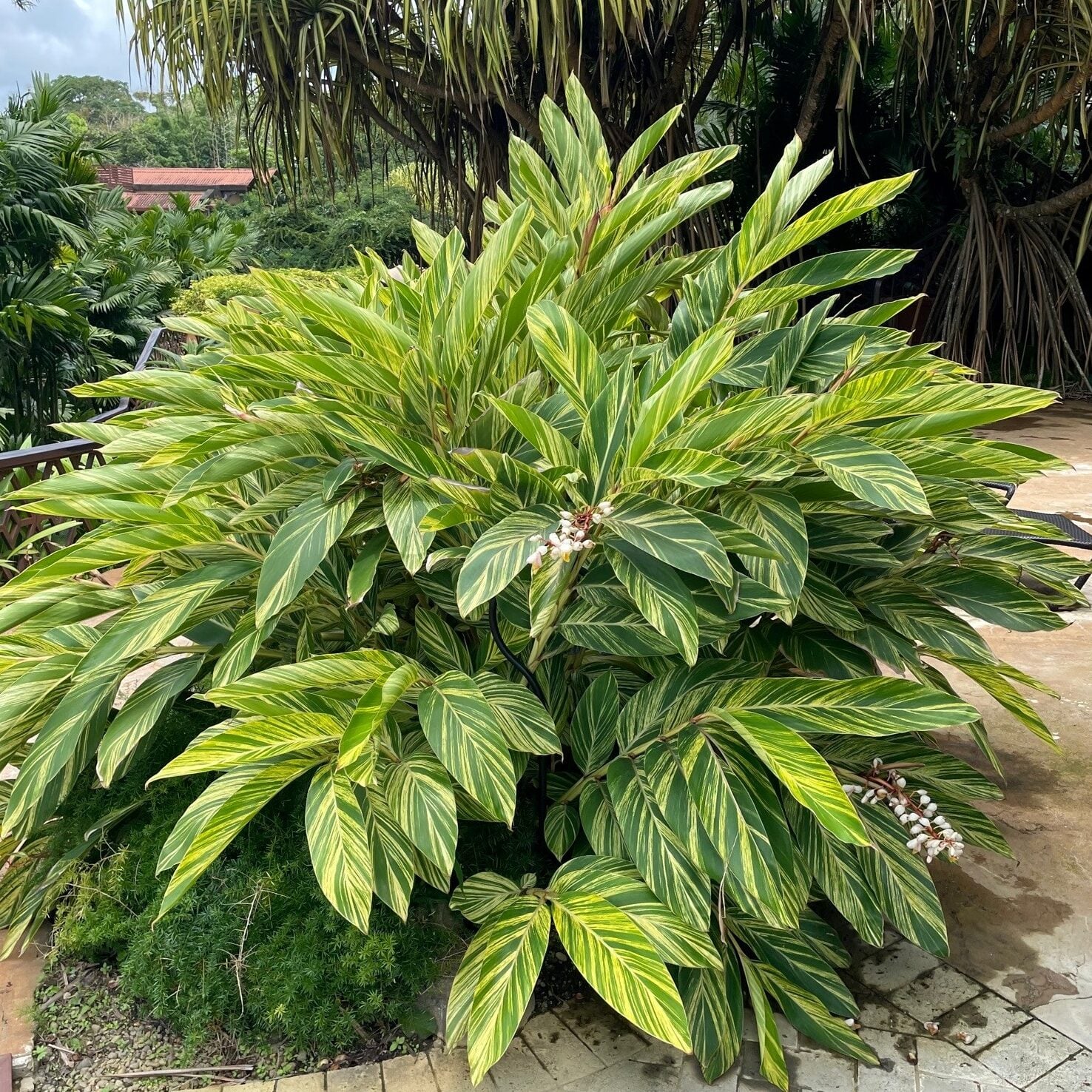 Alpinia z. 'Variegata' landscape
