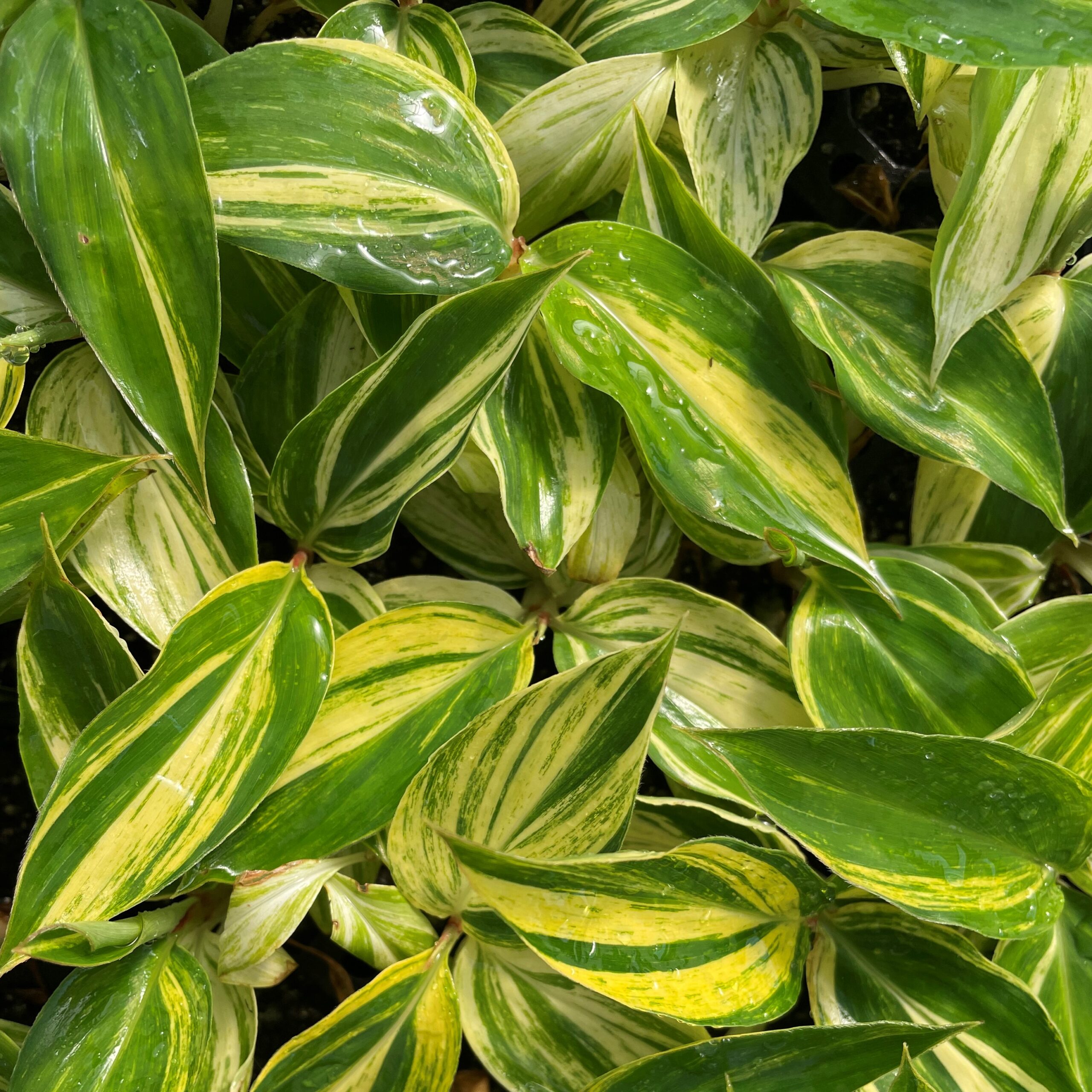 Alpinia zerumbet 'Variegata' - Variegated Shell Ginger (4.5" Pot) - Image 2
