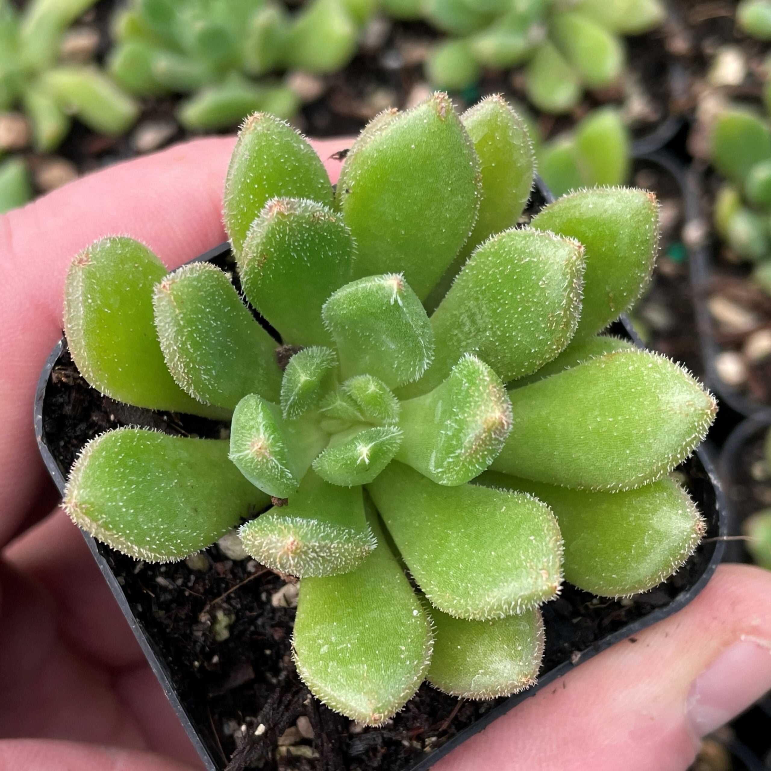 Echeveria 'Bella' - Succulents (2" Pot) - Image 2