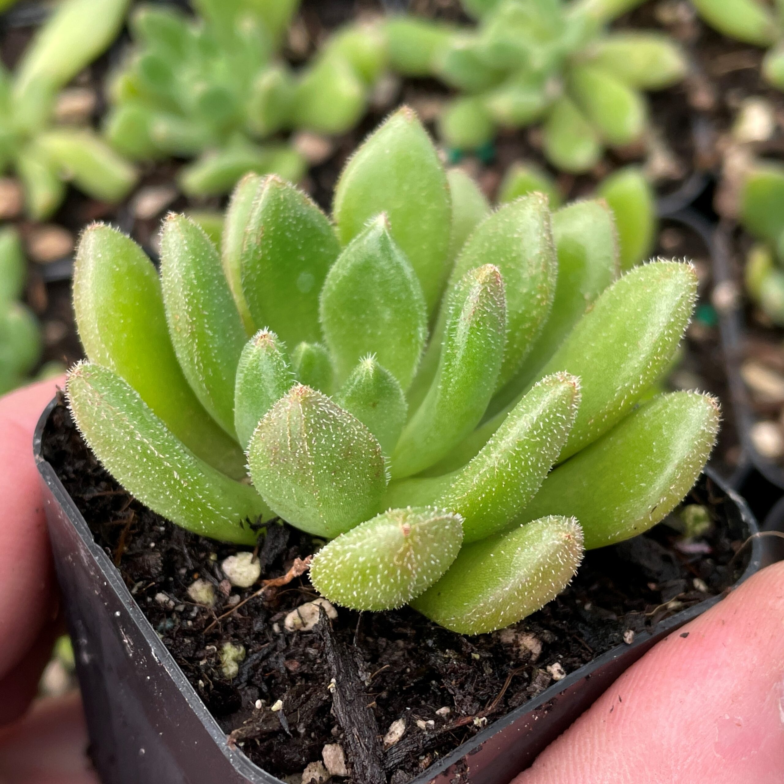 Echeveria 'Bella' - Succulents (2" Pot)