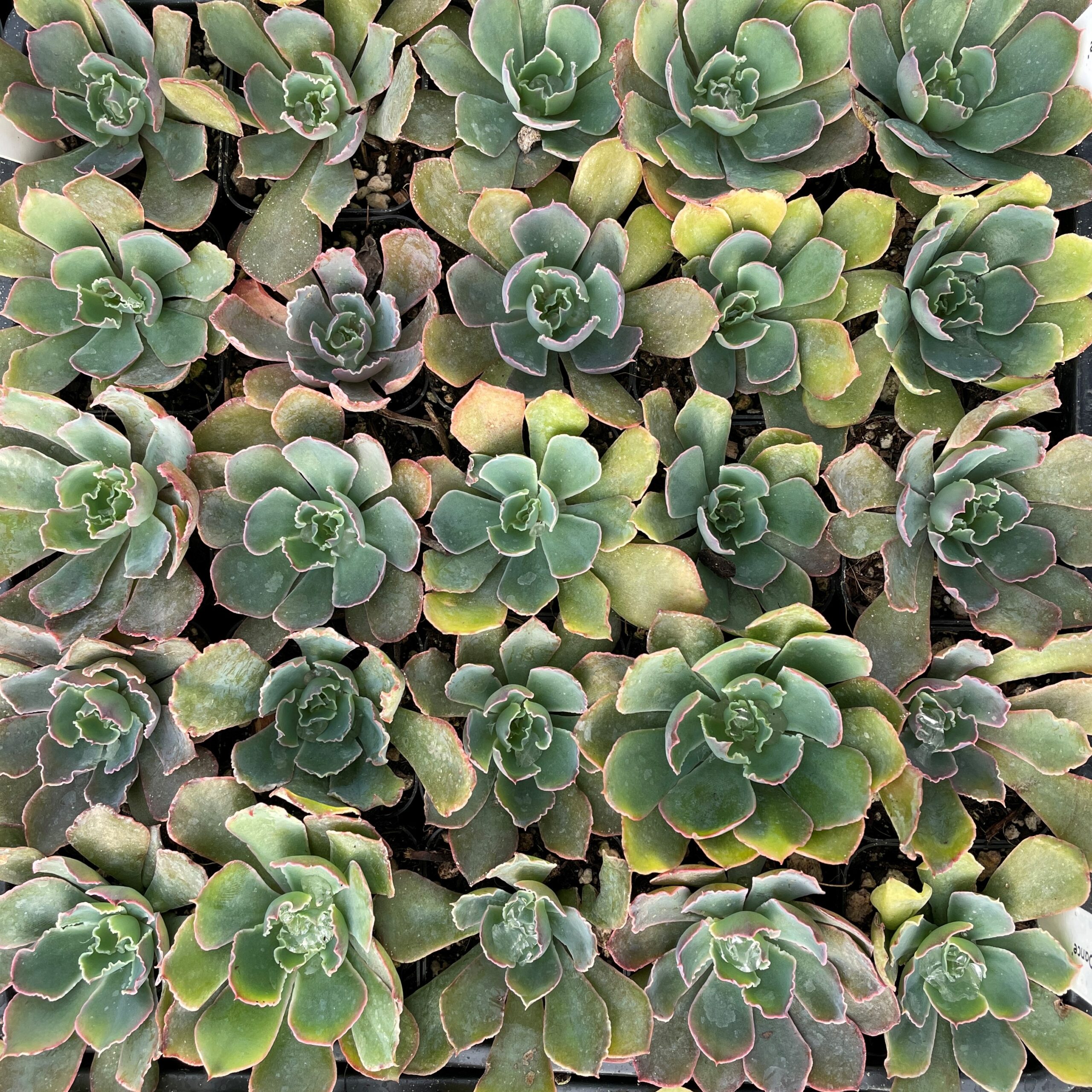 Echeveria 'Purple Dance' - Succulents (2" Pot) - Image 3