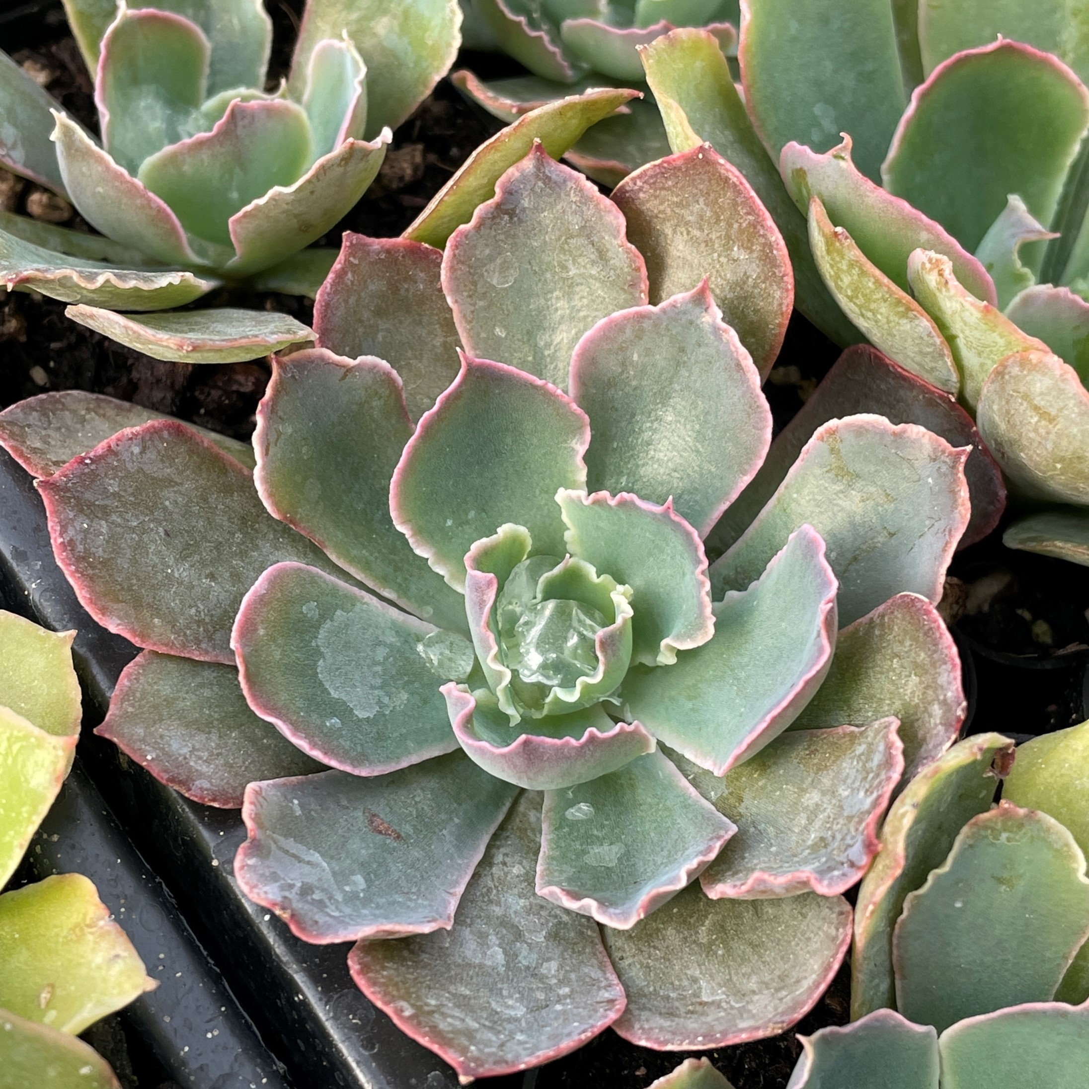 Echeveria 'Purple Dance' - Succulents (2" Pot) - Image 2
