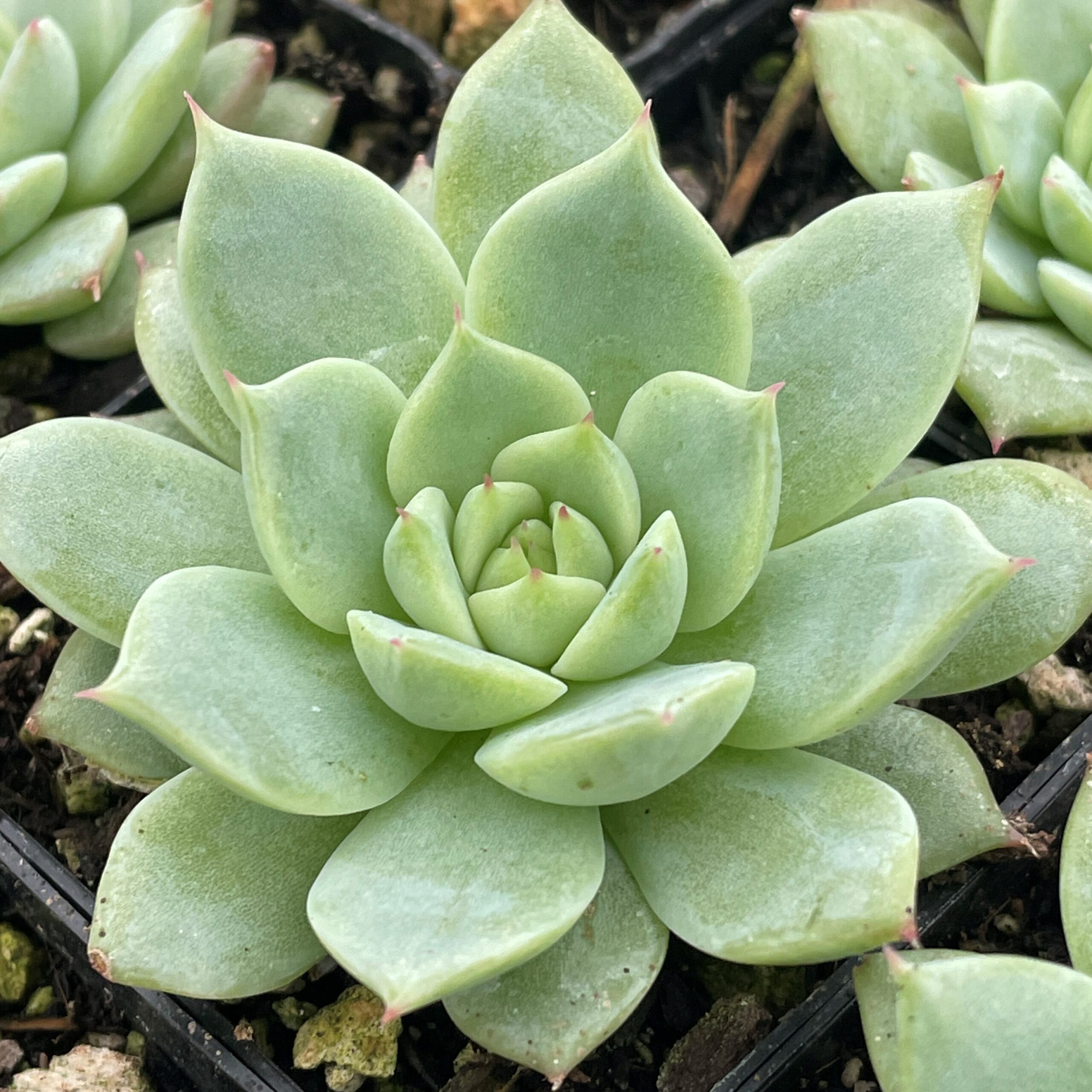 Echeveria-Tippy-Succulents-