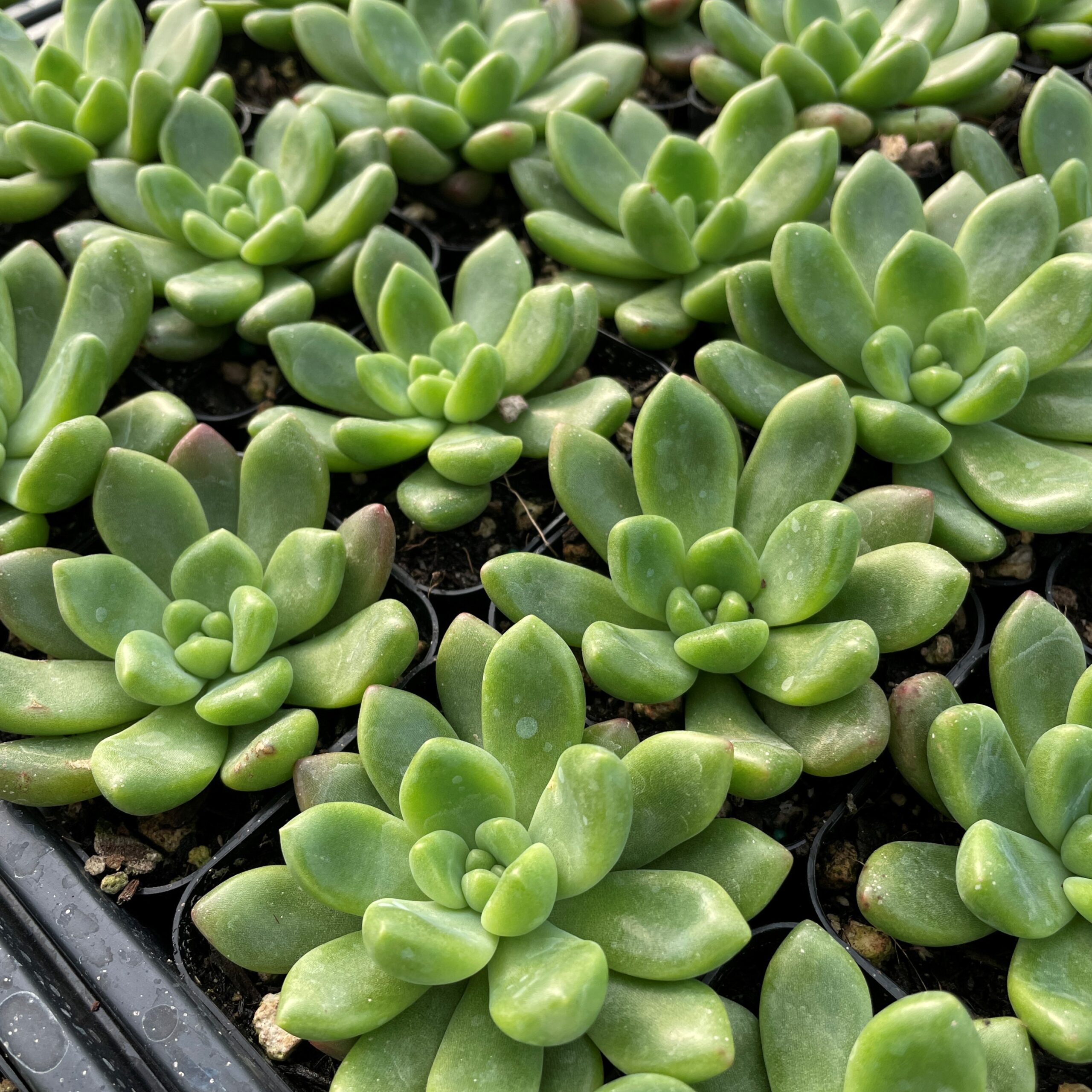 Echeveria 'Vienna' - Succulents (2" Pot) - Image 2