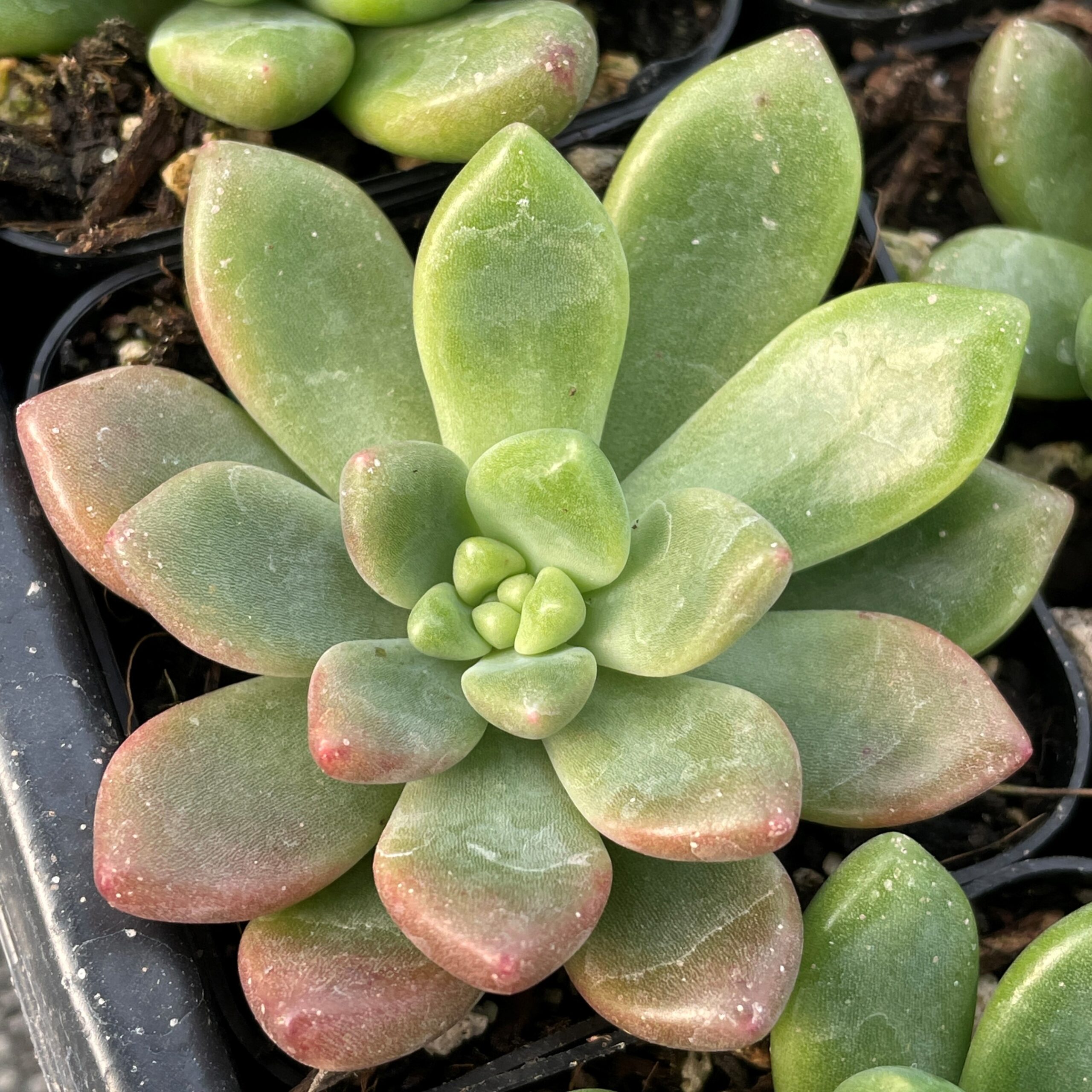 Echeveria 'Vienna' - Succulents (2" Pot)