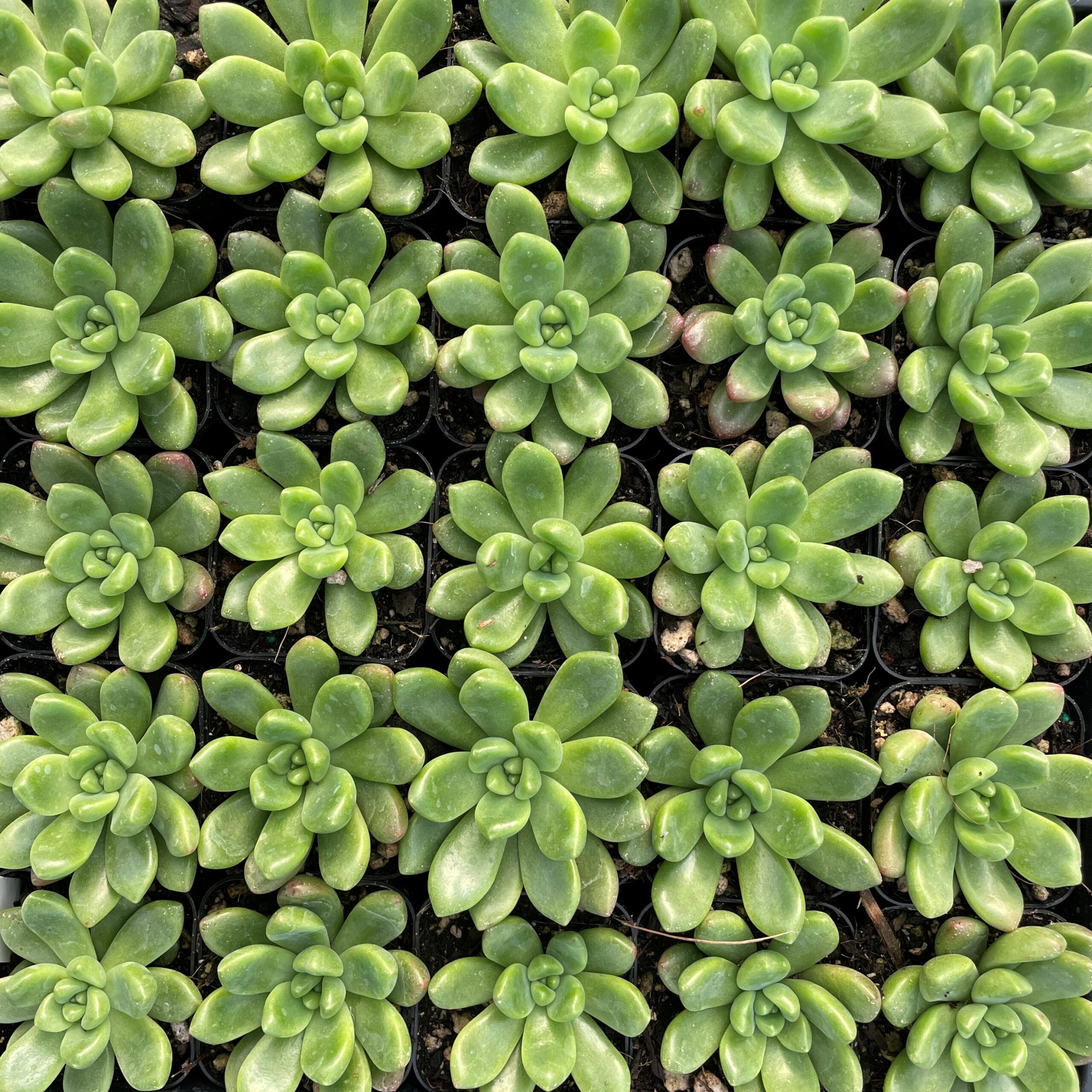 Echeveria 'Vienna' - Succulents (2" Pot) - Image 3