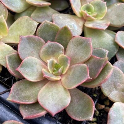 Echeveria agavoides 'Mont' - Succulents (2" Pot)