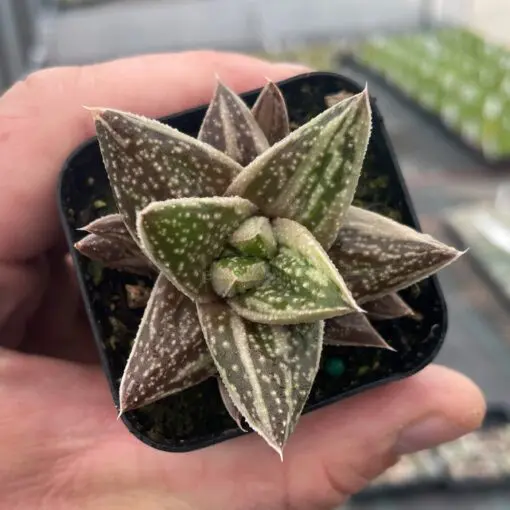Gasteraloe 'Green Ice' - Succulents (2" Pot) | Little Prince of Oregon  Nursery