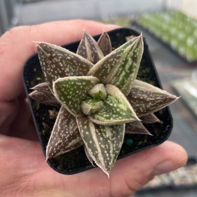 Gasteraloe 'Green Ice' - Succulents (2" Pot)