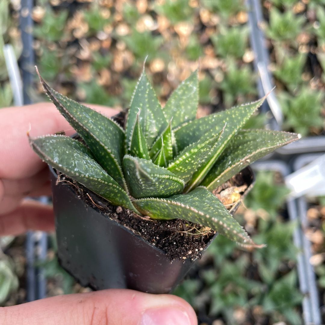 Gasteria 'Solana' (1)