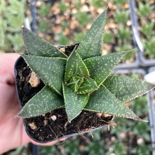 gasteria succulent plant Gasteria 'Royal Wolfgang' main image 1