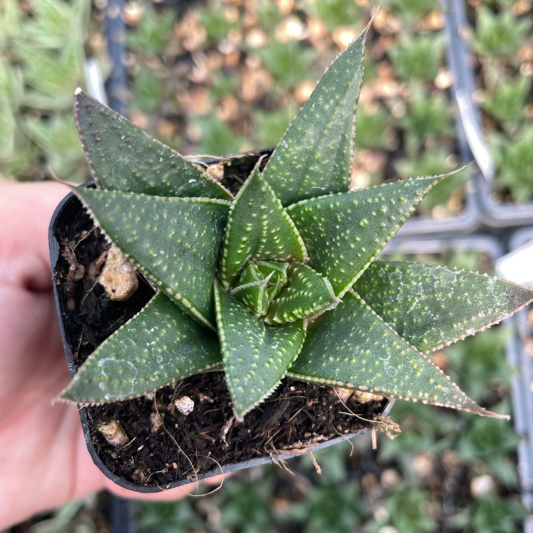 Gasteria 'Solana' - Succulents (2" Pot) | Little Prince of Oregon Nursery