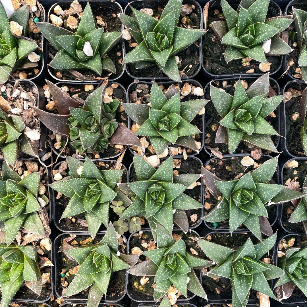 Gasteria 'Solana' (3)