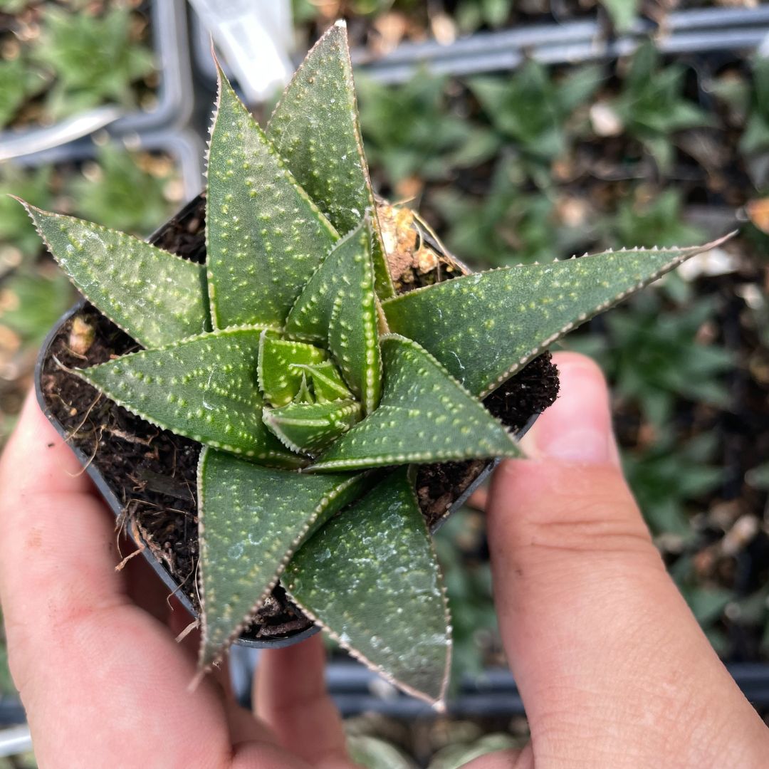 Gasteria 'Solana'