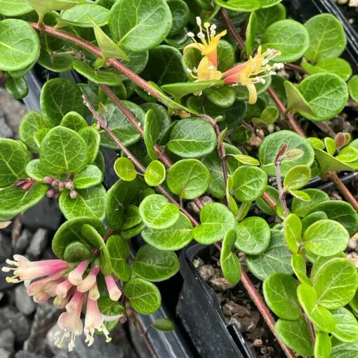 Lonicera crassifolia - Creeping Honeysuckle (3.5" Pot) | Little Prince of  Oregon Nursery