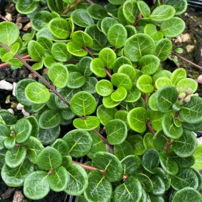 Lonicera crassifolia - Creeping Honeysuckle (3.5" Pot)