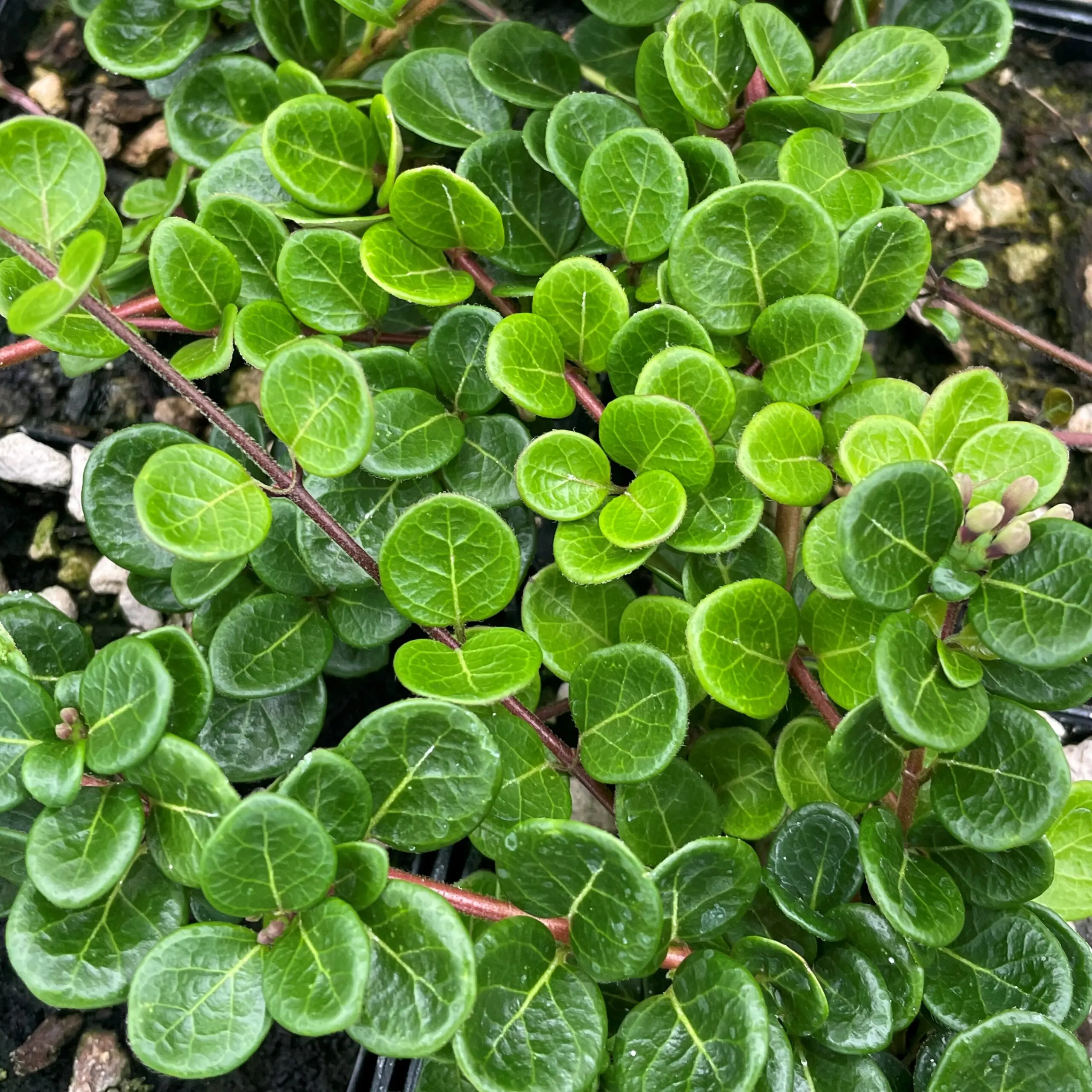 Lonicera crassifolia - Creeping Honeysuckle (3.5" Pot) | Little Prince of  Oregon Nursery